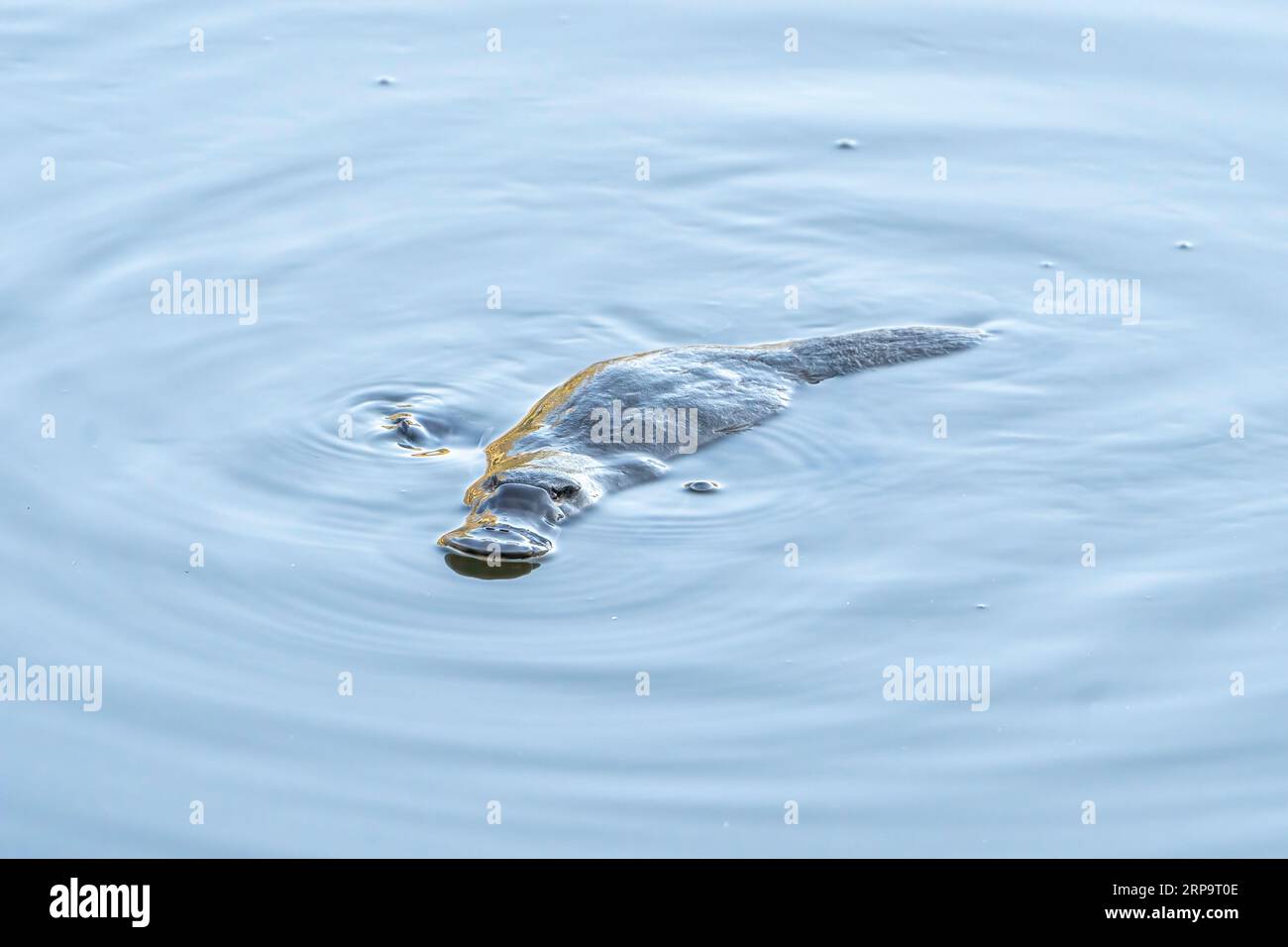 Platypus (Ornithorhynchus anatinus) auf der Oberfläche schwimmend. Queensland Australien Stockfoto