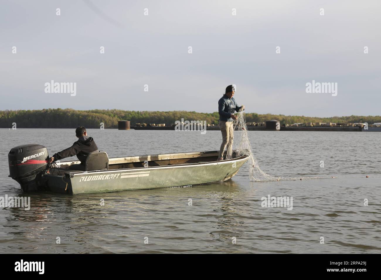 (190422) -- WICKLIFFE (USA), 22. April 2019 (Xinhua) -- Chinesische Fischer, die sich dem lokalen Fischerteam angeschlossen haben, um den Fischern der Two Rivers Fisheries asiatische Karpfen zu liefern, arbeiten am Kentucky Lake, Kentucky, USA, 12. April 2019. Die Gründung eines Industrieparks, der sich der Verarbeitung asiatischer Karpfen im südöstlichen Bundesstaat Kentucky widmet, hat die Hoffnung verstärkt, dass seine Fähigkeit, den knöchernen Fisch in Delikatesse zu verwandeln, die Chancen erhöht, den Kampf gegen die invasiven Fische im Mississippi zu gewinnen. (Xinhua/Xu Xingtang) TO GO WITH Spotlight: Der erste asiatische Karpfenindustriepark in den USA her Stockfoto