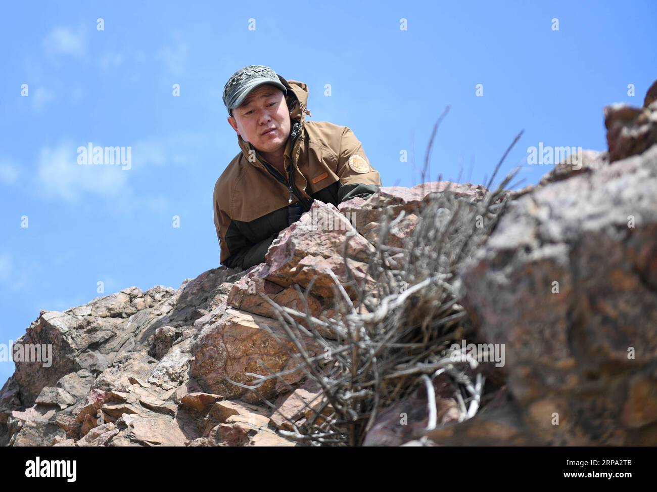 (190423) -- HULUN BUIR, 23. April 2019 (Xinhua) -- Shuanglong, ein Mann mongolischer Volksgruppe, überprüft ein neu errichtetes Nest von Steppenadlern auf der Klippe entlang des Hulun-Sees in der Stadt Hulun Buir, Nordchina, Autonome Region Innere Mongolei, 12. April 2019. Shuanglong, ein Freiwilliger, der in den 1980er Jahren geboren wurde, hat sich in den letzten zehn Jahren dem Schutz der am Hulun Lake lebenden Tiere verschrieben. Über 40 gefährdete Tiere wurden durch seine Bemühungen gerettet. Shuanglong hat verschiedene Aktivitäten organisiert, darunter Fotoausstellungen und Vorträge, um das Bewusstsein für Wildtierschutzgebiete zu schärfen Stockfoto