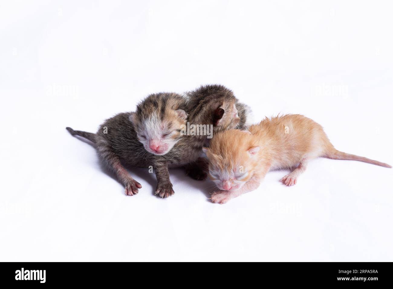 Drei neugierige Kätzchen kuscheln sich auf einem einfachen weißen Hintergrund und blicken mit ihren großen Augen vorausschauend auf Stockfoto