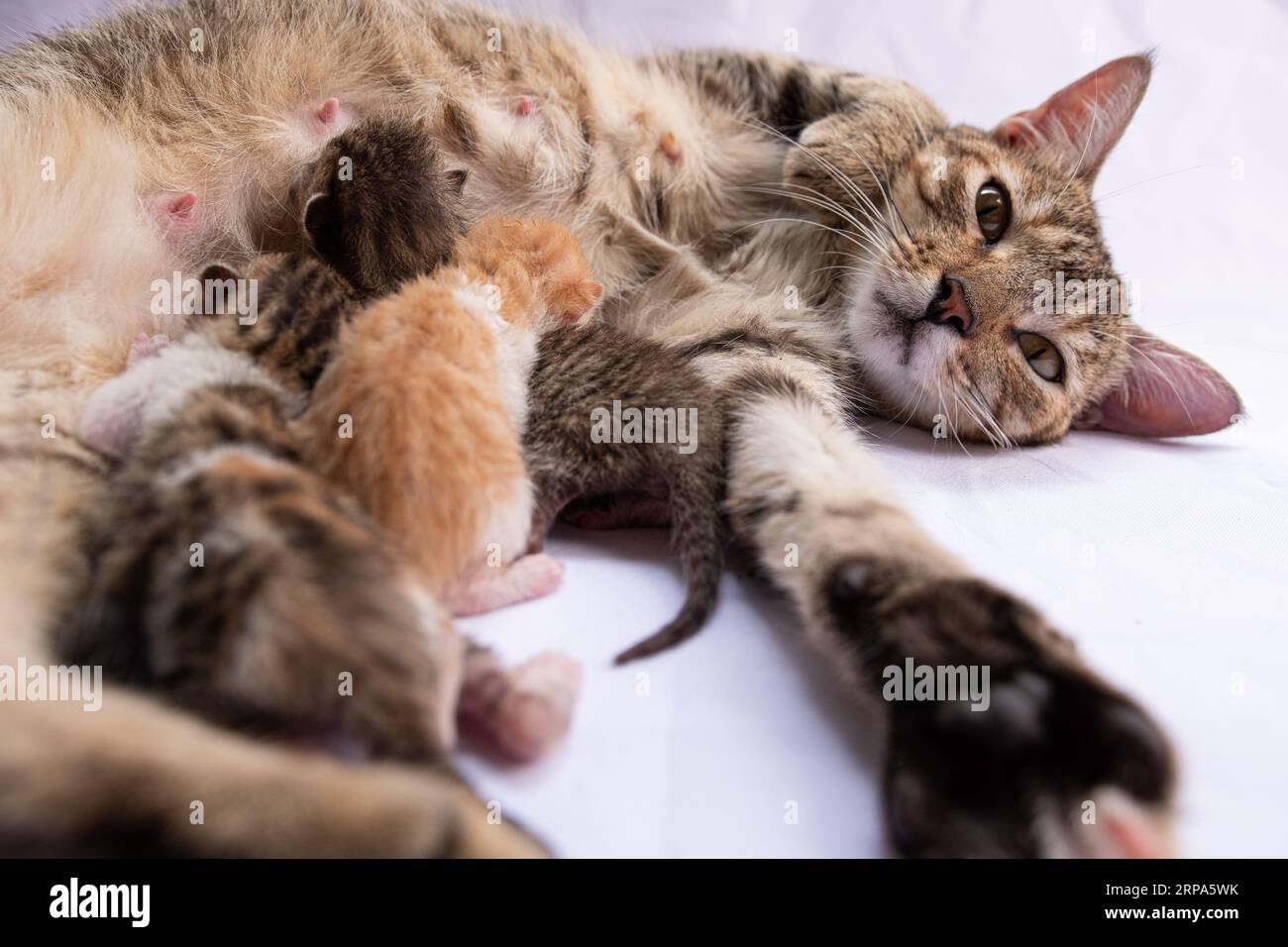 Eine Katzenmutter liegt bequem mit ihren beiden Kätzchen und ihrem Baby Stockfoto