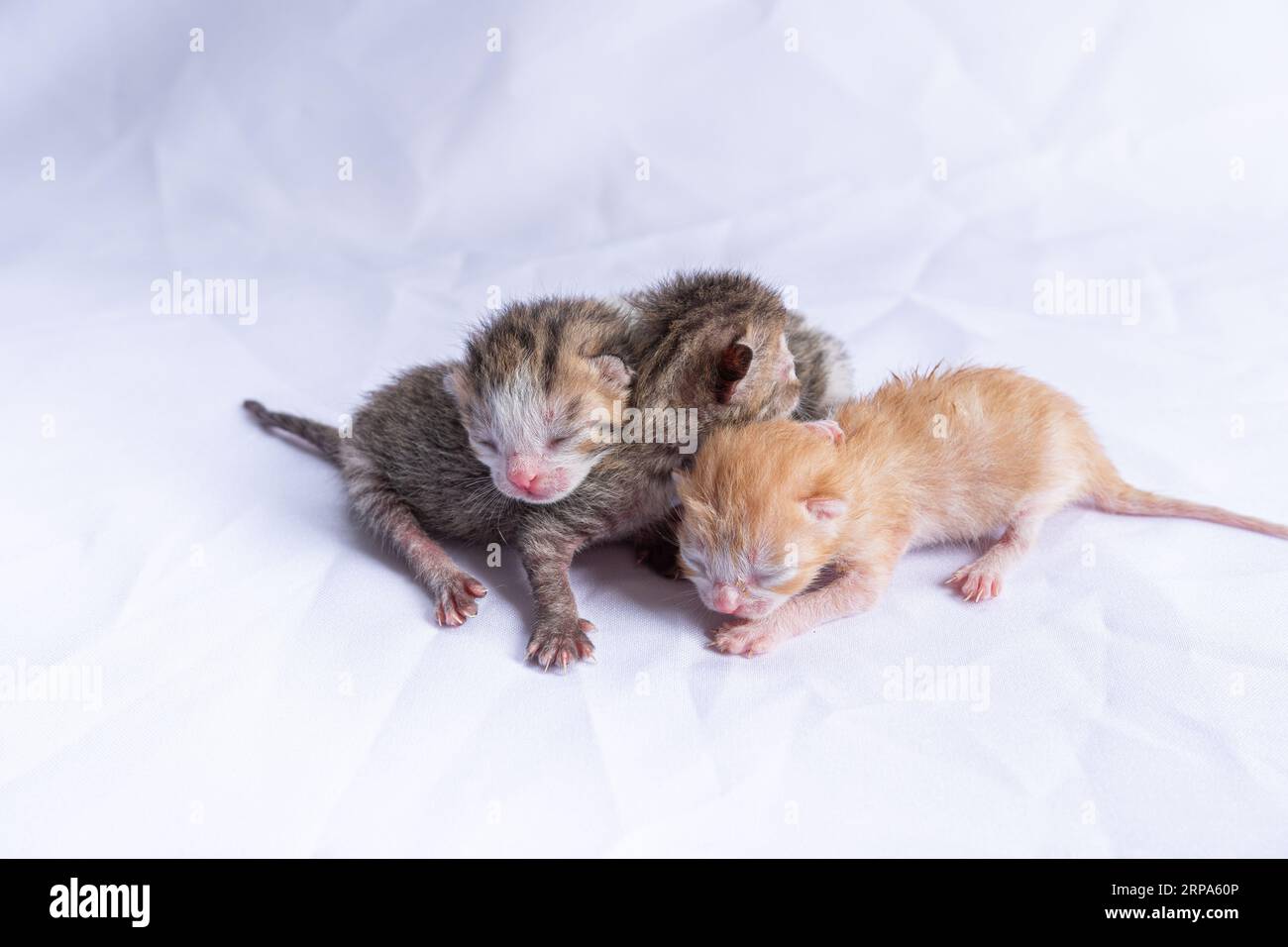 Ein entzückendes Paar Baby-Kätzchen, die übereinander sitzen und sich liebevoll umarmen Stockfoto