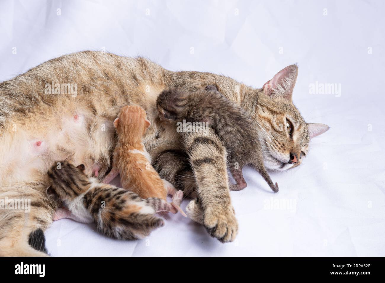 Eine Gruppe von vier entzückenden Kätzchen, von denen drei kleiner sind, zusammengekuschelt Stockfoto