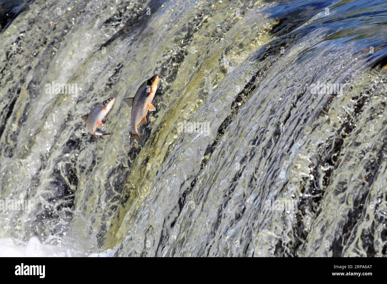 (190427) -- PEKING, 27. April 2019 -- Fische springen stromaufwärts am Venta Rapid, einem breiten Wasserfall am Venta River in Kuldiga, Lettland, 26. April 2019. Jedes Frühjahr wird am Wasserfall eine Szene von fliegenden Fischen gesehen. Wenn die Fische zur Fortpflanzung den Bach hinaufsteigen, müssen sie immer wieder springen, bis sie endlich ihren Weg flussaufwärts fortsetzen können. ) XINHUA-FOTOS DES TAGES JanisxLaizans PUBLICATIONxNOTxINxCHN Stockfoto