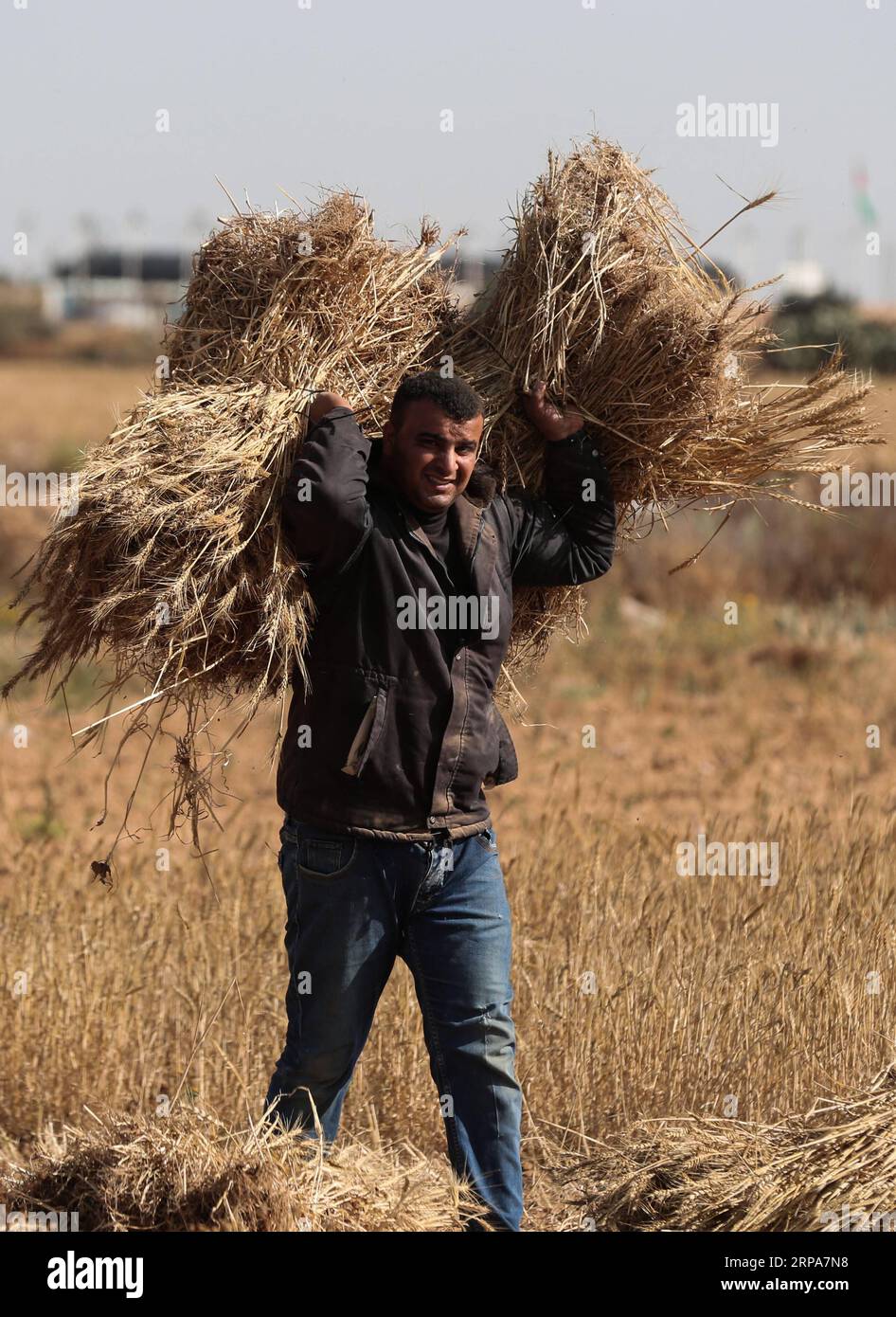 (190428) -- GAZA, 28. April 2019 -- Ein palästinensischer Bauer arbeitet auf einem Bauernhof nahe der Grenze zu Israel im südlichen Gazastreifen von Khan Younis, 28. April 2019. ) MIDEAST-KHAN YOUNIS-HARVEST-WHEAT YasserxQudih PUBLICATIONxNOTxINxCHN Stockfoto