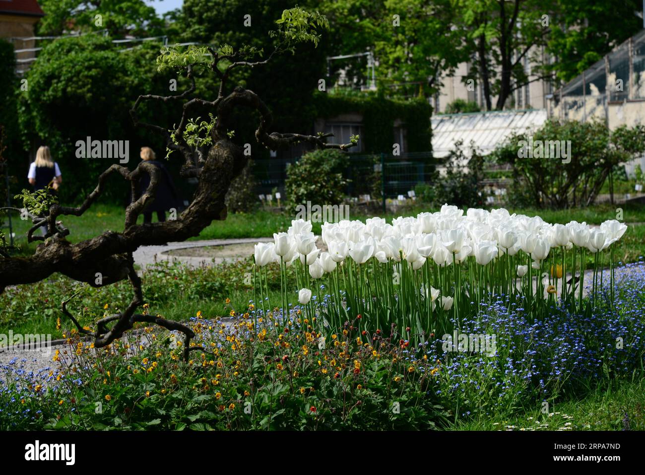 (190428) -- ZAGREB, 28. April 2019 (Xinhua) -- Foto aufgenommen am 24. April 2019 zeigt Pflanzen im Botanischen Garten in der Innenstadt von Zagreb, der Hauptstadt Kroatiens. Der 1889 gegründete Botanische Garten in Zagreb mit einer Gesamtfläche von etwa fünf Hektar ist kostenlos für die Öffentlichkeit zugänglich und empfängt mehr als 100.000 Besuche pro Jahr. (Xinhua/Gao Lei) KROATIEN-ZAGREB-BOTANISCHER GARTEN PUBLICATIONxNOTxINxCHN Stockfoto