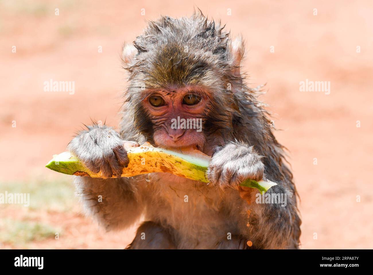 (190429) -- PEKING, 29. April 2019 (Xinhua) -- Ein Makaken isst Wassermelone im Hainan Tropical Wildlife Park und Botanical Garden in Haikou, südchinesische Provinz Hainan, 28. April 2019. (Xinhua/Yang Guanyu) XINHUA FOTOS DES TAGES PUBLICATIONxNOTxINxCHN Stockfoto