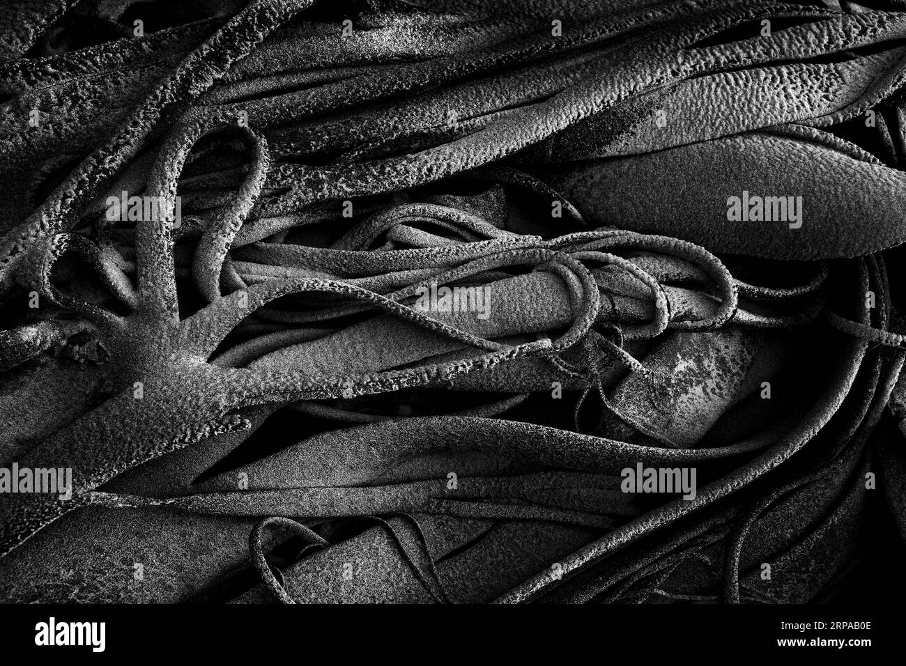 Hintergrund: Seetang, der sich in tiefem Schwarz-weiß windet. Stockfoto