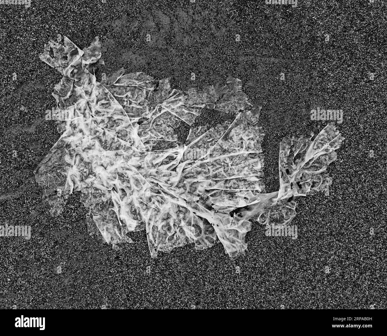 Hintergrund: Die grafische Ressource der Natur. Seetang auf Sand sieht aus wie ein durchsichtiger Fisch, in tiefem Schwarz und weiß. Stockfoto