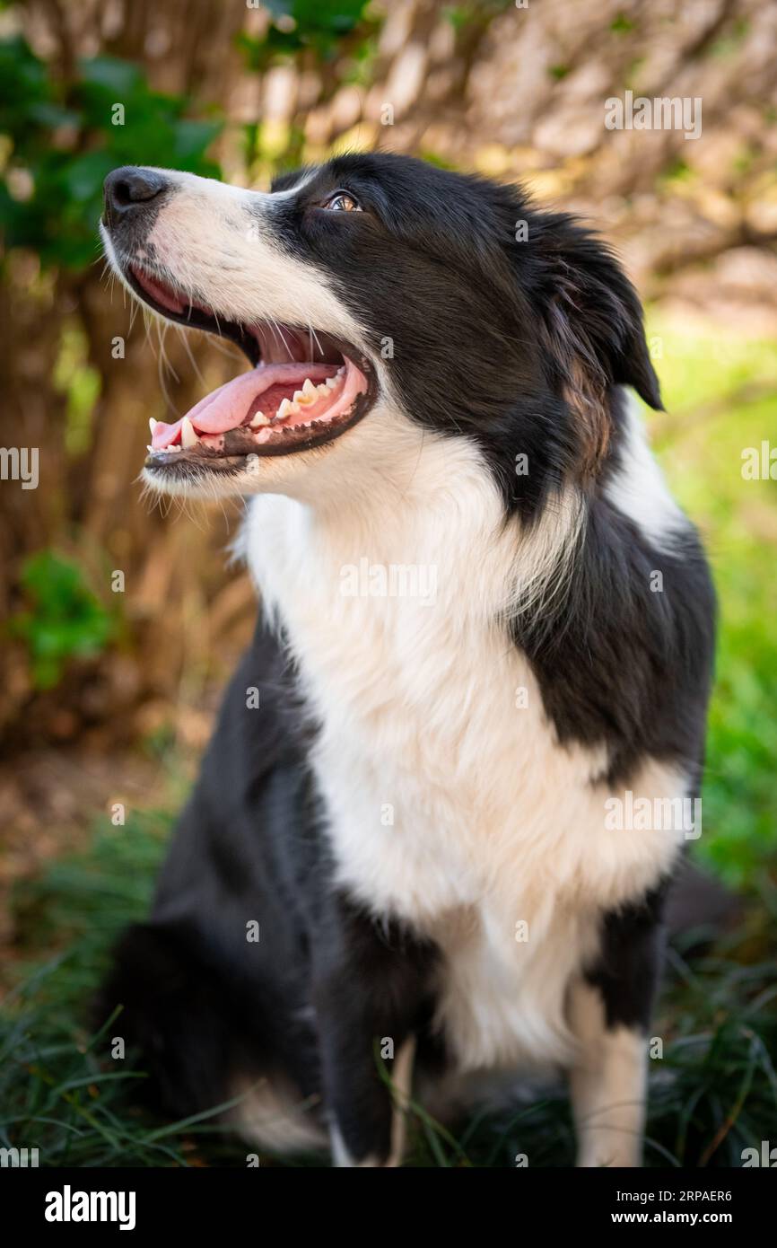 Porträt eines wunderschönen Border Collie Welpen, der auf dem Gras im Garten sitzt Stockfoto