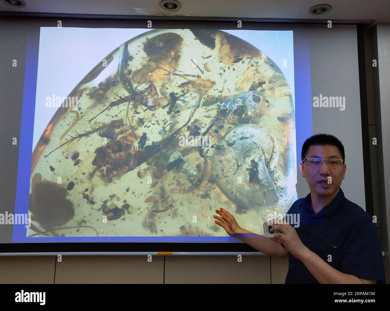 (190514) -- NANJING, 14. Mai 2019 (Xinhua) -- Wang Bo, Forscher am Nanjing Institute of Geology and Palaeontology der Chinesischen Akademie der Wissenschaften (NIGPAS), zeigt ein Bild des ersten bekannten Bernsteins, der ein altes Meerestier namens Ammonit umhüllt, während einer Pressekonferenz in Nanjing, der ostchinesischen Provinz Jiangsu, am 14. Mai 2019. Eine internationale Gruppe unter der Leitung chinesischer Wissenschaftler identifizierte den ersten bekannten Bernstein, der ein altes Meerestier namens Ammonit vor etwa 100 Millionen Jahren umhüllte. Die Studie, die am Montag in den Proceedings der National Academy of Sciences veröffentlicht wurde, beschrieb Stockfoto