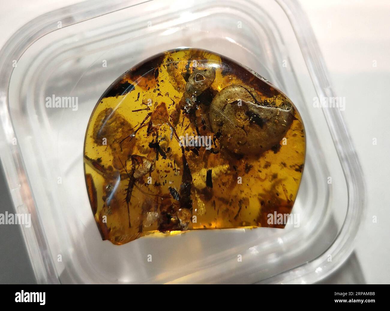 (190515) -- PEKING, 15. Mai 2019 (Xinhua) -- Foto aufgenommen am 14. Mai 2019 zeigt den ersten bekannten Bernstein, der ein altes Meerestier namens Ammoniten umhüllt, am Nanjing Institut für Geologie und Paläontologie der Chinesischen Akademie der Wissenschaften (NIGPAS) in Nanjing, der ostchinesischen Provinz Jiangsu. Eine internationale Gruppe unter der Leitung chinesischer Wissenschaftler identifizierte den ersten bekannten Bernstein, der ein altes Meerestier namens Ammonit vor etwa 100 Millionen Jahren umhüllte. Die Studie, die am Montag in den Proceedings of the National Academy of Sciences veröffentlicht wurde, beschreibt den 6,08 Gramm Bernstein, der 33 mm lang, 9,5 mm breit und ist Stockfoto
