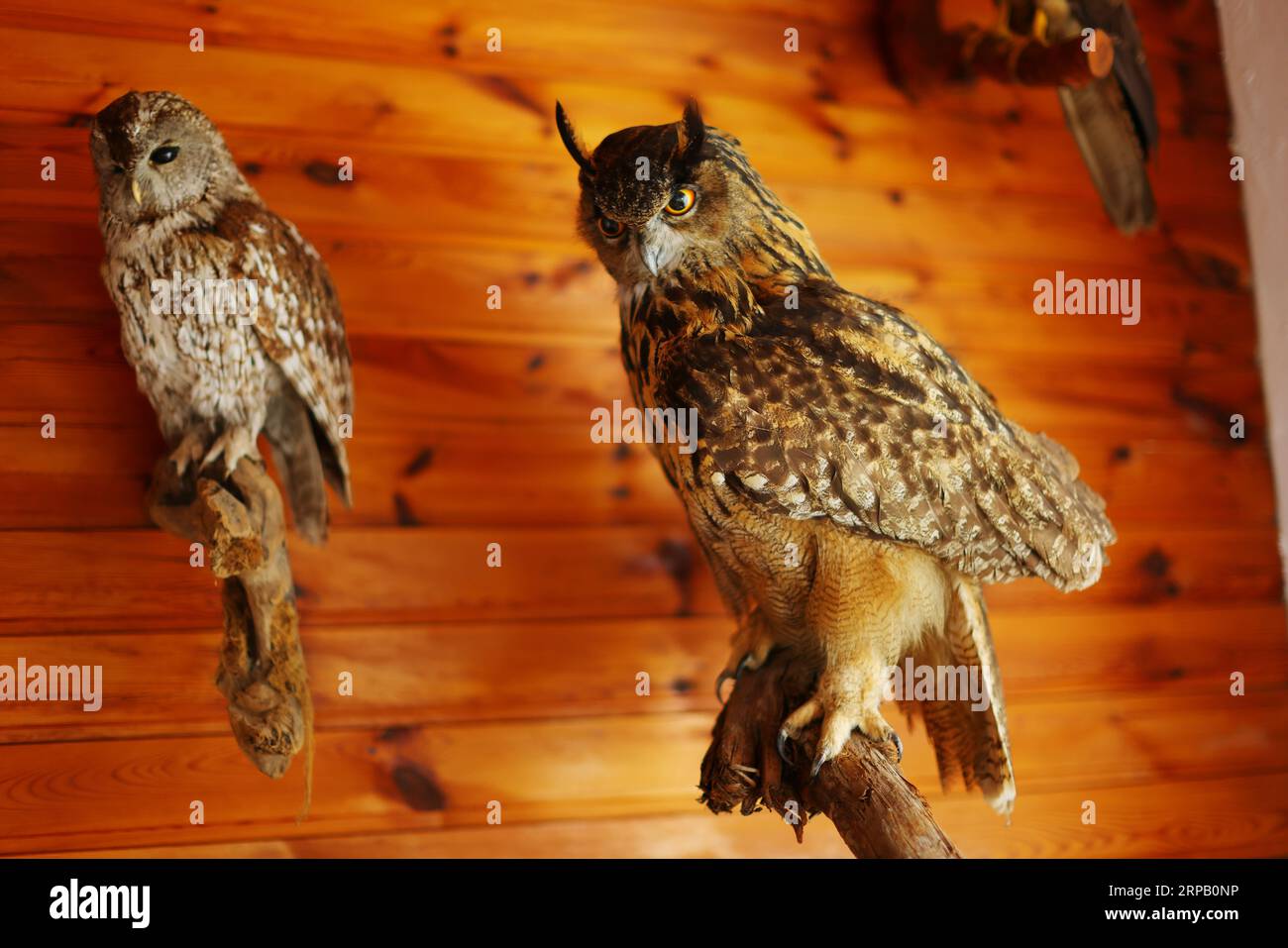 Gefüllte weiße Eule im Inneren Stockfoto