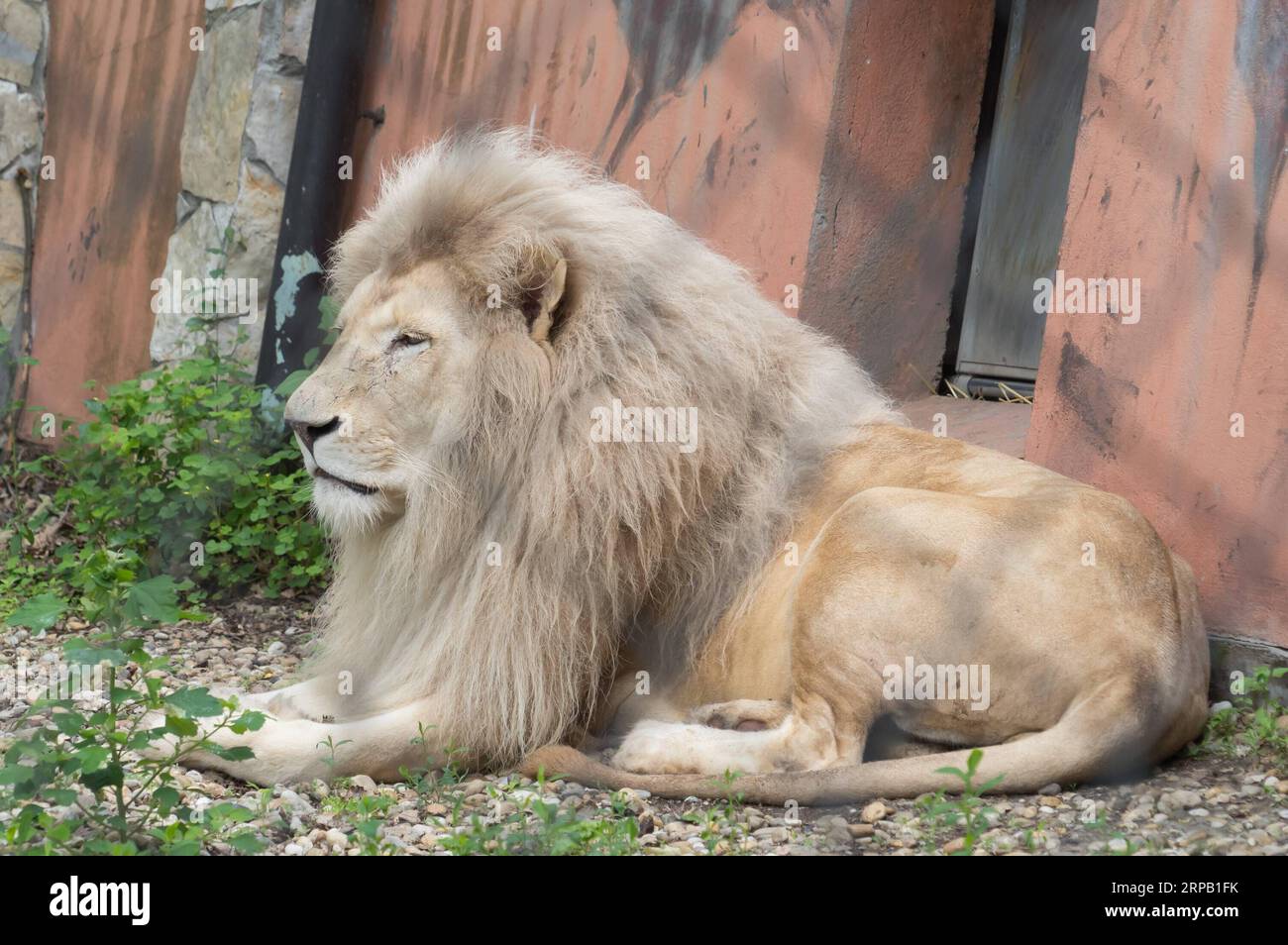 (190524) -- SZEGED (UNGARN), 24. Mai 2019 -- Timba, Vater eines neugeborenen weißen Löwenjungen, wird am 24. Mai 2019 im Szeged Zoo in Szeged, etwa 150 km südlich von Budapest, Ungarn, gesehen. Ein seltener weißer Löwe, der im Mai im Szeged Zoo in Südungarn geboren wurde, trat am Freitag zum ersten Mal öffentlich auf. Das weibliche Löwenjunge heißt Sonja. UNGARN-SZEGED-WEISSES LÖWENJUNGE AttilaxVolgyi PUBLICATIONxNOTxINxCHN Stockfoto