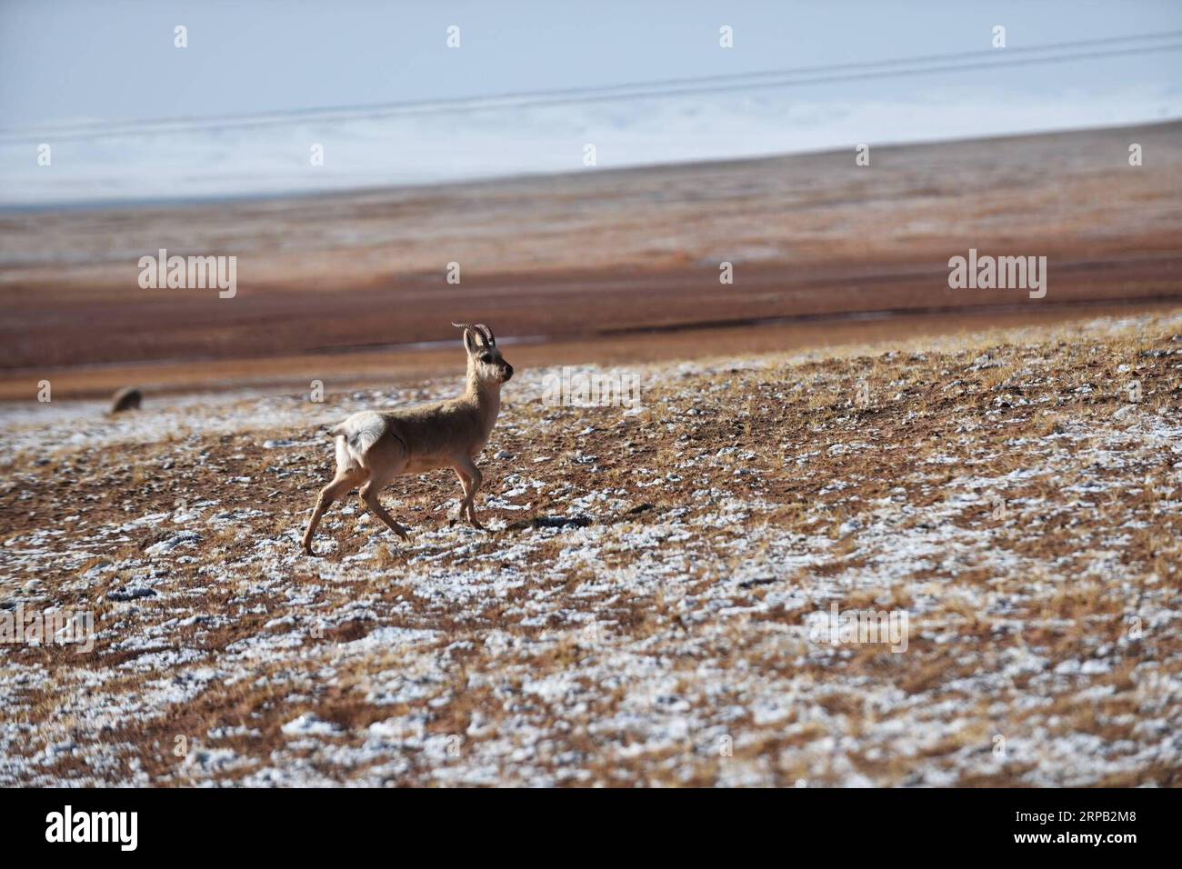 (190526) -- NAGQU, 26. Mai 2019 (Xinhua) -- Foto aufgenommen am 23. Mai 2019 zeigt eine tibetische Gazelle im Shuanghu County von Nagqu im Südwesten Chinas autonome Tibet-Region. (Xinhua/Zhou Jinshuai) CHINA-TIBET-WILDTIERE (CN) PUBLICATIONxNOTxINxCHN Stockfoto