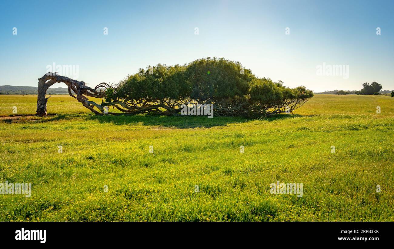 Der windgepeitschte Baum im ländlichen Western Australia Stockfoto