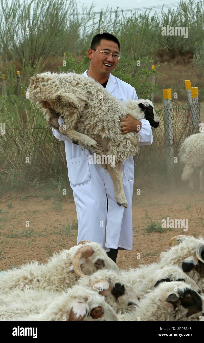 (190528) -- WUZHONG, 28. Mai 2019 (Xinhua) -- Feng Huan hält ein Tan-Schaf, bevor er das Wissen auf der ökologischen Ranch Ningxin im Yanchi County der autonomen Region Ningxia Hui, 27. Mai 2019, einführt. Feng Huan, geboren 1990, wuchs im Yanchi County von Ningxia auf, wo das Hammelfleisch der Tan-Schafe für seinen feinen Geschmack und seine reiche Ernährung bekannt ist. Nach seinem Abschluss an der Ningxia University im Jahr 2012 arbeitete Feng mehrere Jahre in Peking mit einem stabilen Einkommen. Im Oktober 2015 kehrte er in seine Heimatstadt zurück, um sich um seine Familien zu kümmern. Durch technische Beratung trat Feng der Ningxin Ecologica bei Stockfoto