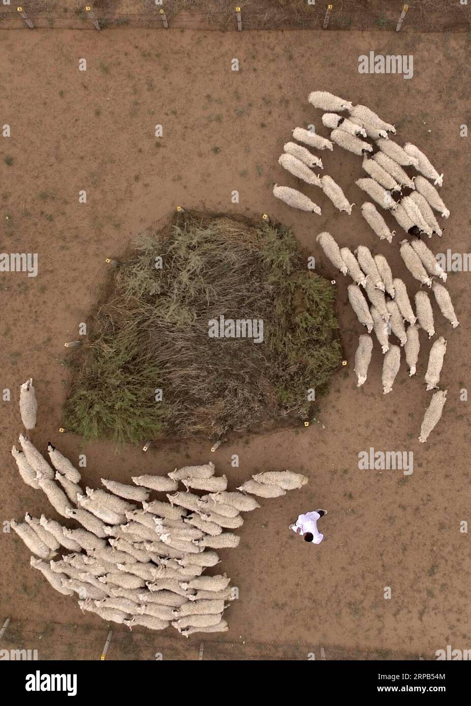 (190528) -- WUZHONG, 28. Mai 2019 (Xinhua) -- Feng Huan treibt Schafe für eine Übung auf der ökologischen Ranch Ningxin im Yanchi County der Autonomen Region Ningxia Hui, 27. Mai 2019. Feng Huan, geboren 1990, wuchs im Yanchi County von Ningxia auf, wo das Hammelfleisch der Tan-Schafe für seinen feinen Geschmack und seine reiche Ernährung bekannt ist. Nach seinem Abschluss an der Ningxia University im Jahr 2012 arbeitete Feng mehrere Jahre in Peking mit einem stabilen Einkommen. Im Oktober 2015 kehrte er in seine Heimatstadt zurück, um sich um seine Familien zu kümmern. Durch technische Ratschläge schloss sich Feng der ökologischen Ranch Ningxin an und begann mit der Ra Stockfoto
