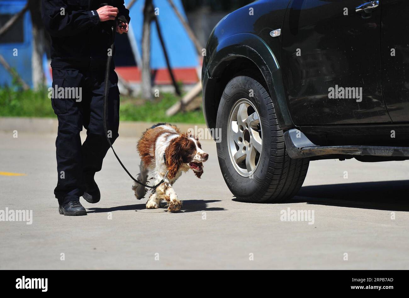 (190530) -- HARBIN, 30. Mai 2019 (Xinhua) -- Ein Polizeihund schnüffelt bei einer Übung in Harbin, nordöstliche chinesische Provinz Heilongjiang, 30. Mai 2019. (Xinhua/Liu Song) CHINA-HARBIN-POLICE DOG TRAINING (CN) PUBLICATIONxNOTxINxCHN Stockfoto