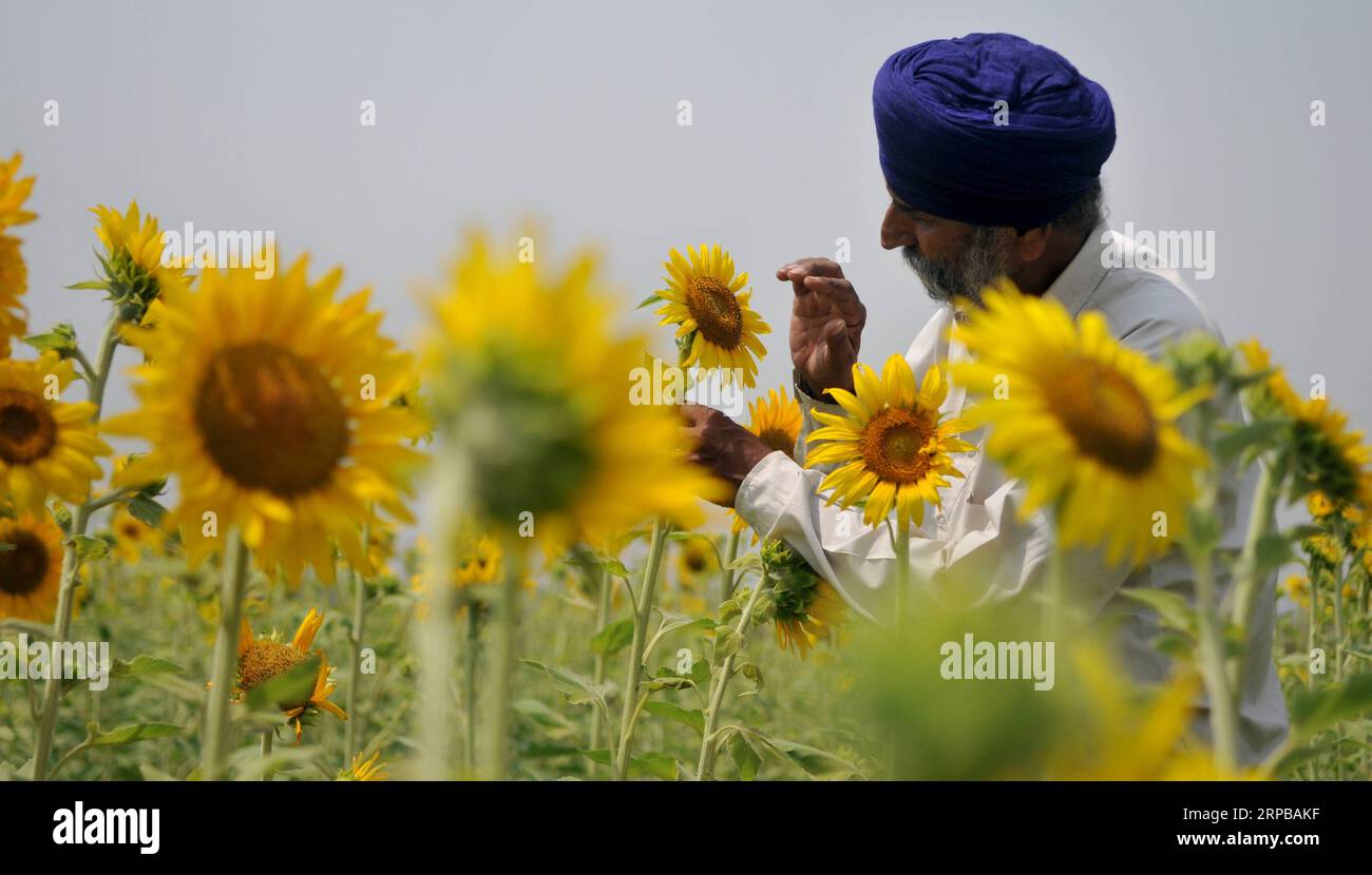 (190603) -- JAMMU, 3. Juni 2019 (Xinhua) -- Ein Bauer inspiziert die blühenden Sonnenblumen auf seinem Feld in Jammu, der Winterhauptstadt des von Indien kontrollierten Kaschmirs, 3. Juni 2019. (Xinhua/Stringer) KASHMIR-JAMMU-SUNFLOWERS PUBLICATIONxNOTxINxCHN Stockfoto