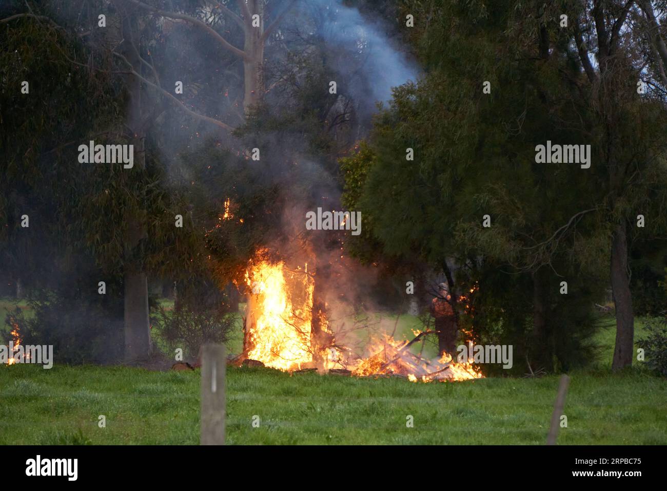 Kyabram Victoria Australia 4. September 2023 Eukalyptusbäume brannten versehentlich während eines Burnoffs auf einem ländlichen Grundstück in Brand. Quelle: P.j.Hickox/Alamy Live News Stockfoto