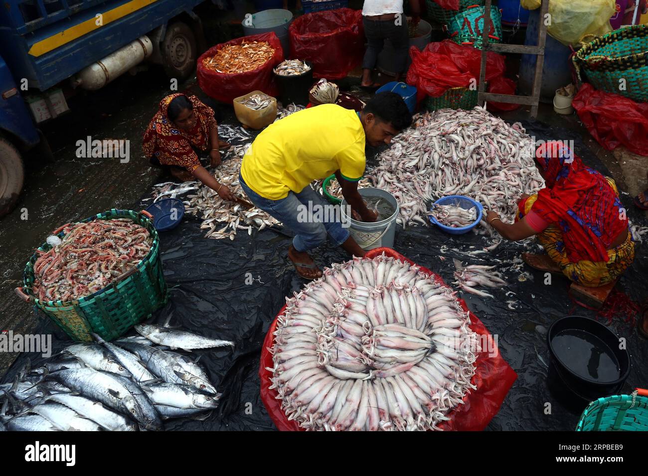 Chattogramm. September 2023. Händler arrangieren Fisch auf einem Markt in Bangladeschs Hafenstadt Chattogram, 2. September 2023. Quelle: Xinhua/Alamy Live News Stockfoto