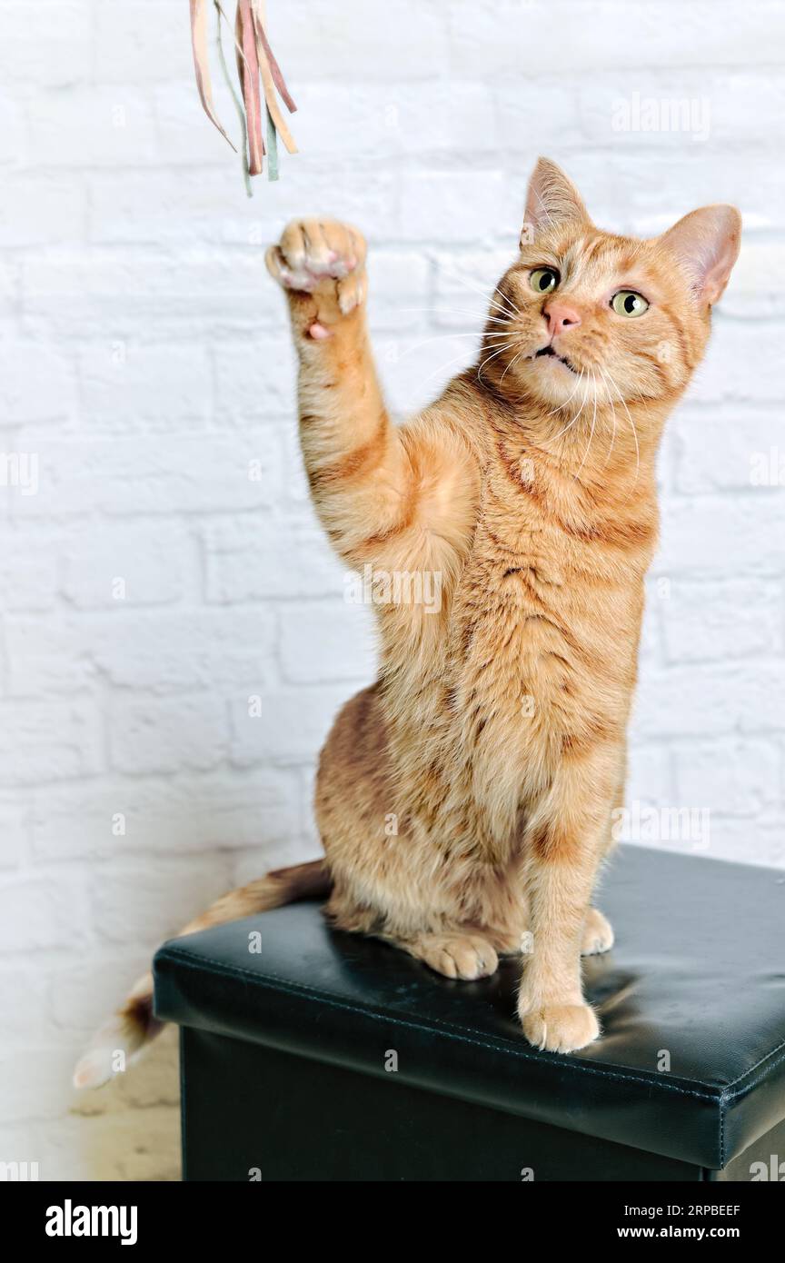 Verspielte rote Katze sitzt auf einem Hocker und spielt mit einem Stock. Stockfoto