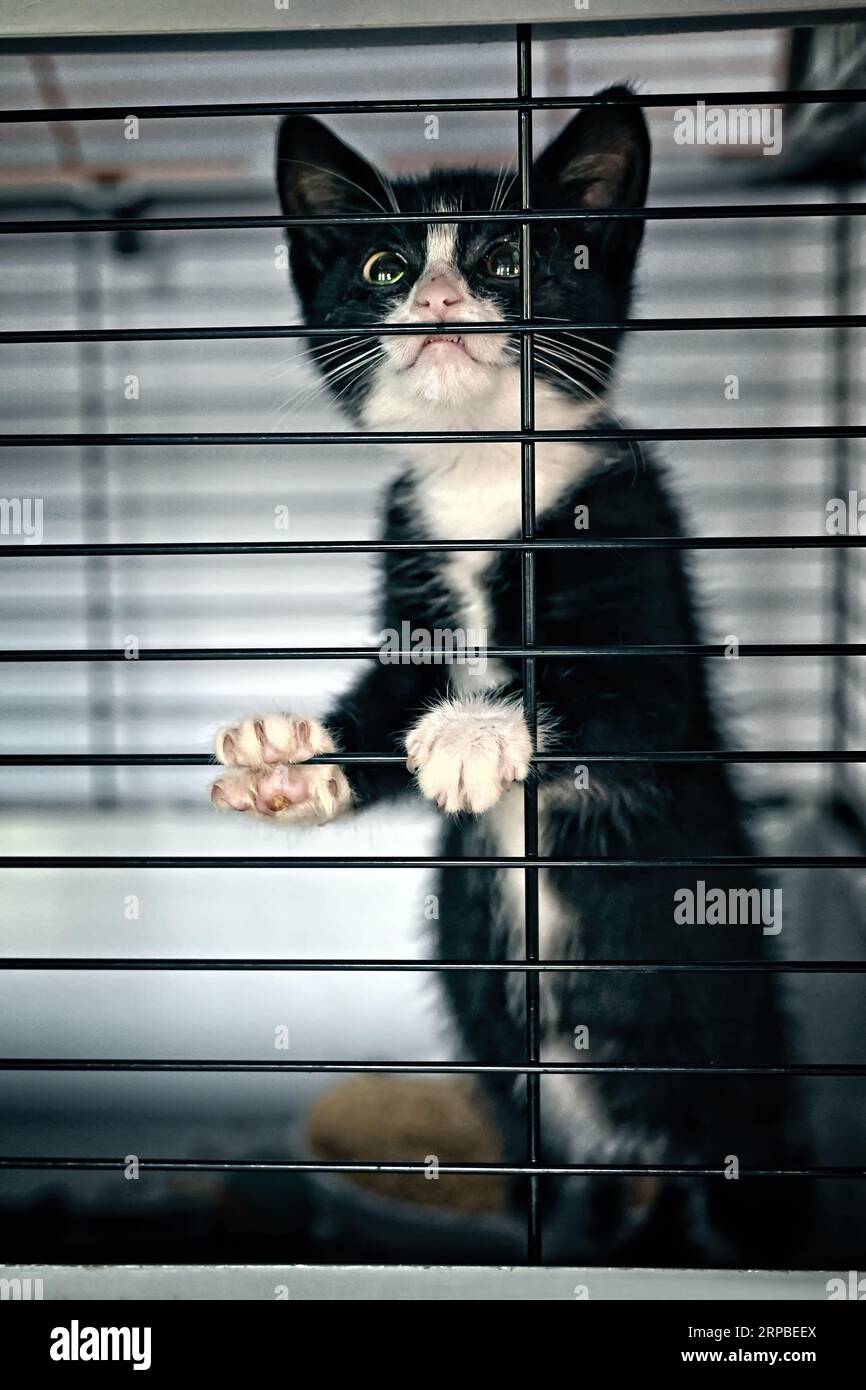 Ein kleines trauriges Kätzchen in einem Tierheim hält die Augen offen. Vertikales Bild. Stockfoto
