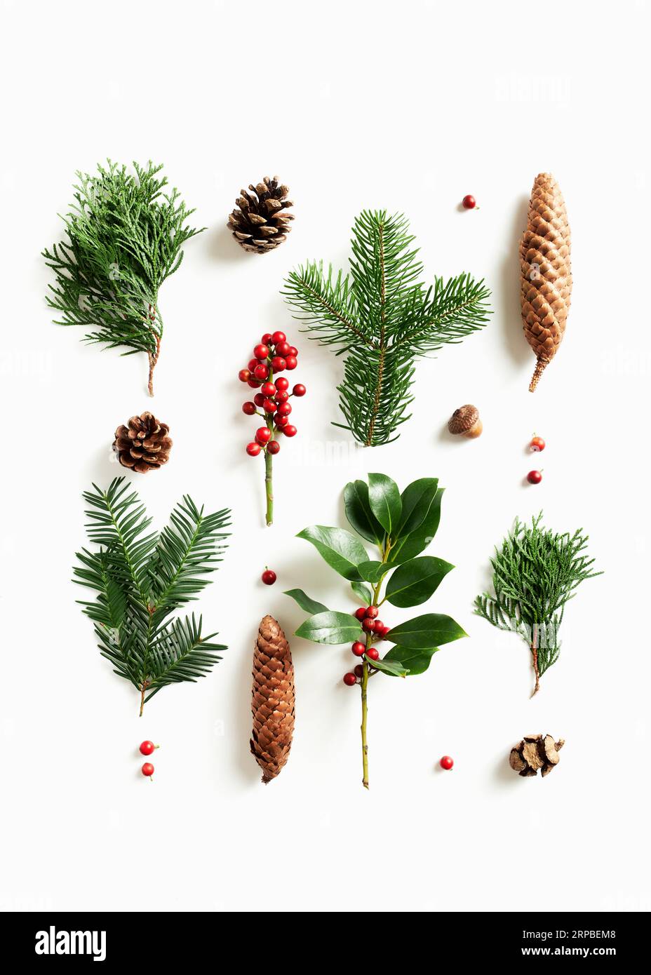 Sammlung verschiedener Koniferen und Kegel auf weißem Hintergrund. Flach liegend Weihnachtskomposition mit winterlicher Naturdekoration. Stockfoto