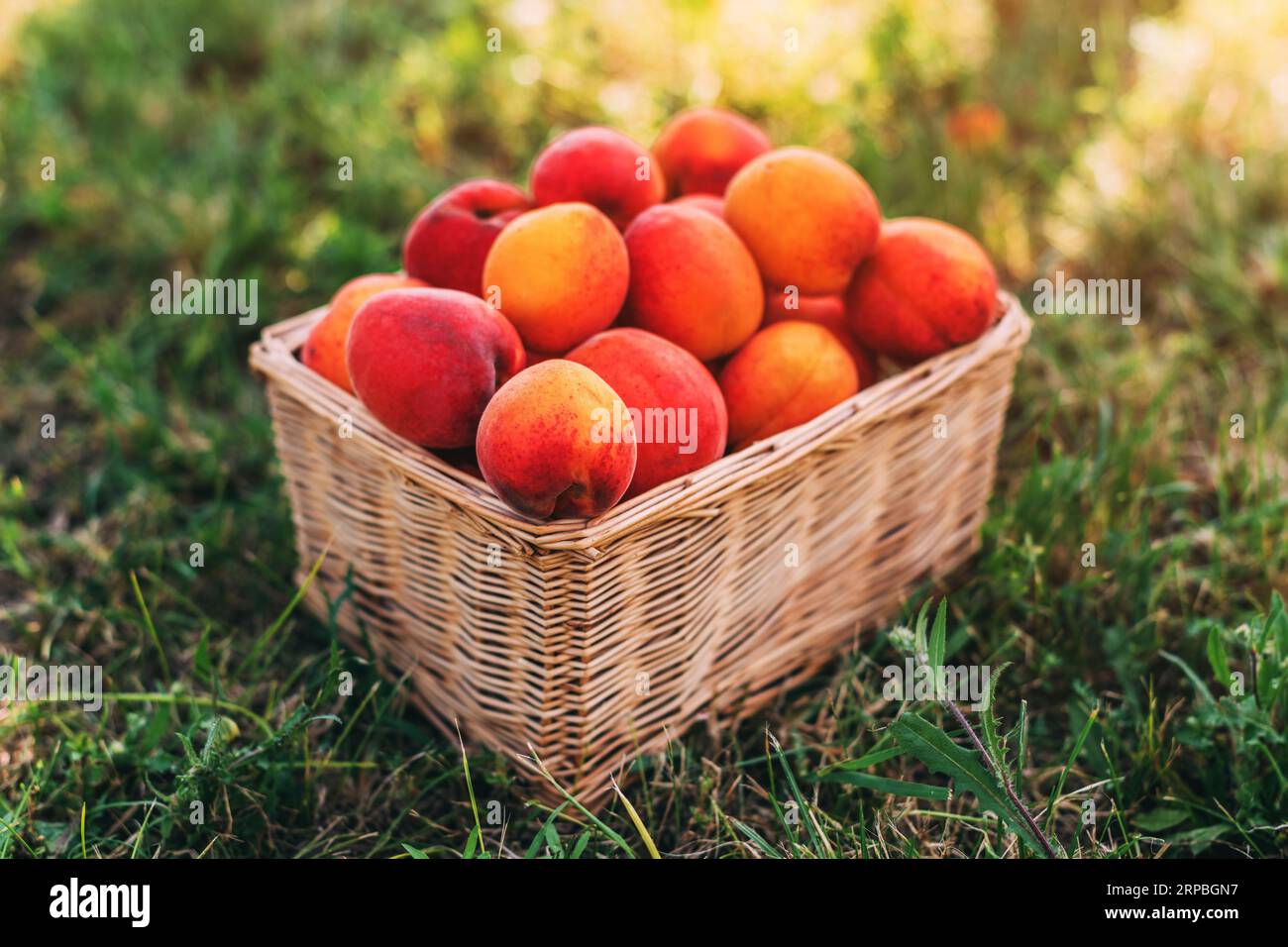 Handverlesene reife Aprikosenfrucht im Korb aus Korbgeflecht auf Bio-Obstplantagen, selektiver Fokus Stockfoto