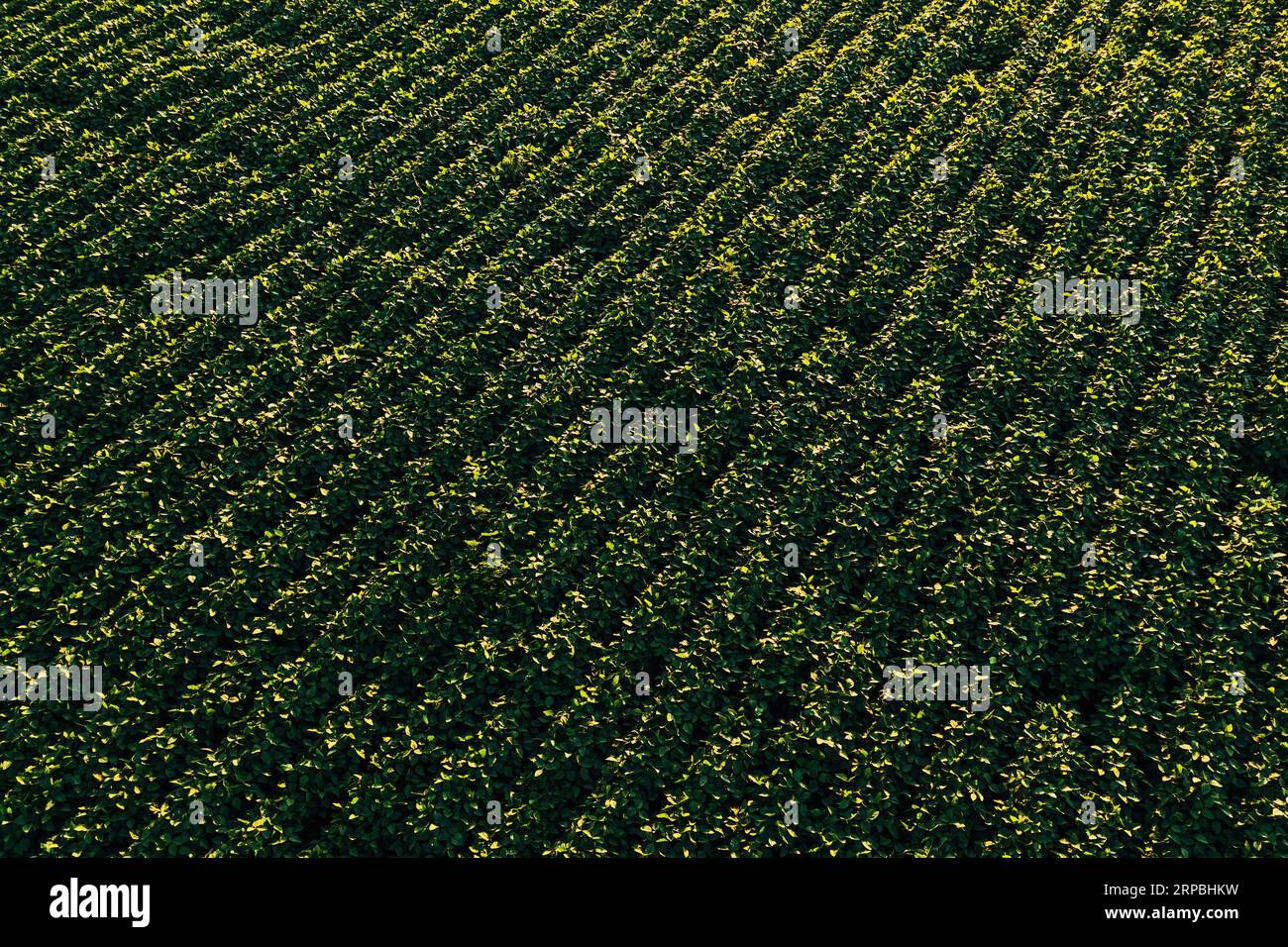 Luftaufnahme von angebautem Sojabohnenfeld aus Drohnen-pov. Blick auf Glycine Max Plantage im Sommer bei Sonnenuntergang. Stockfoto