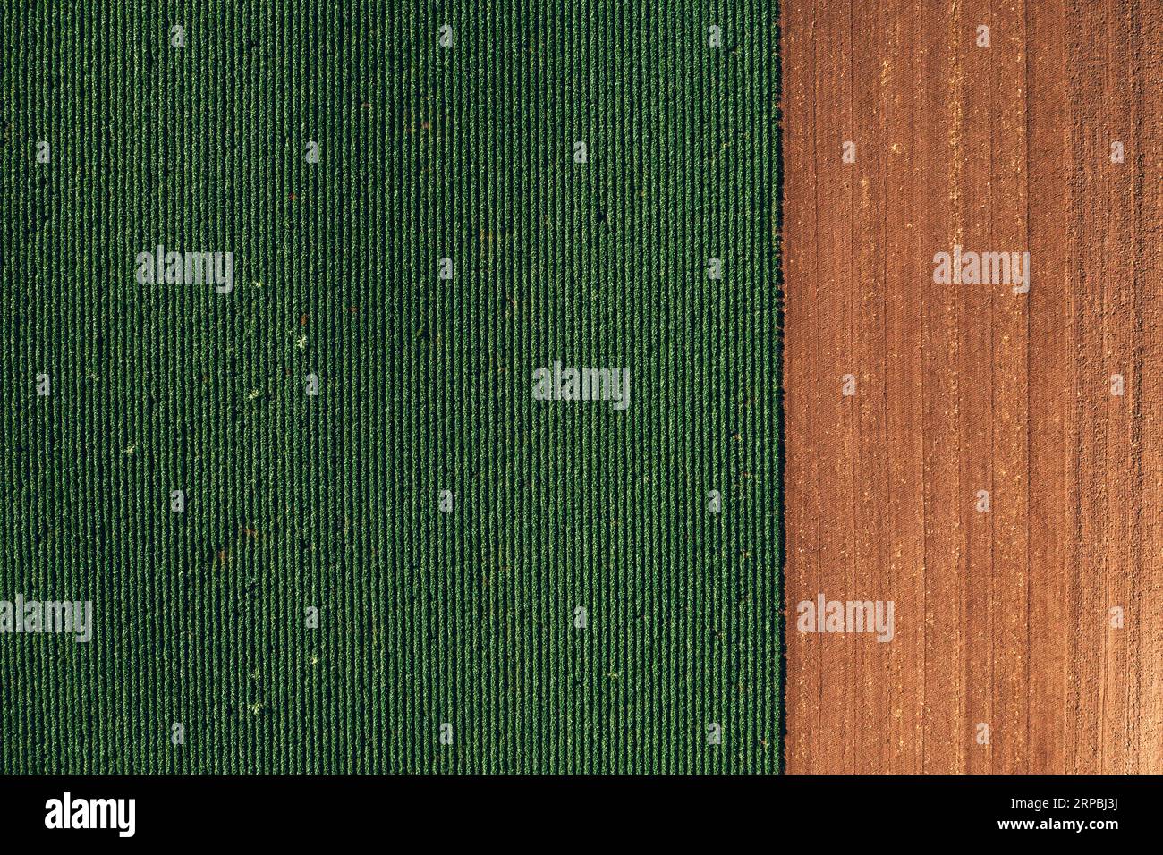 Sojabohnenfeld aus Drohnen-pov. Luftaufnahme einer grünen Plantage im Sommer. Direkt darüber. Stockfoto