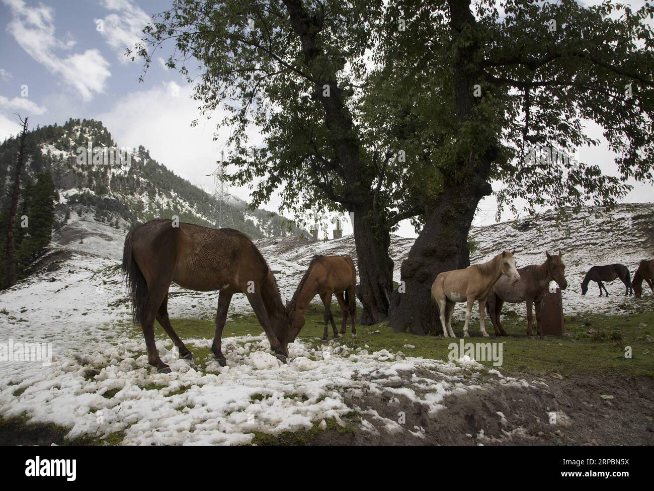 (190613) -- SRINAGAR, 13. Juni 2019 -- Pferde grasen nach einem Schneefall in Sonmarg, am Rande von Srinagar, der Sommerhauptstadt des von Indien kontrollierten Kaschmirs, 12. Juni 2019. ) KASCHMIR-SRINAGAR-SNOWFALL JavedxDar PUBLICATIONxNOTxINxCHN Stockfoto