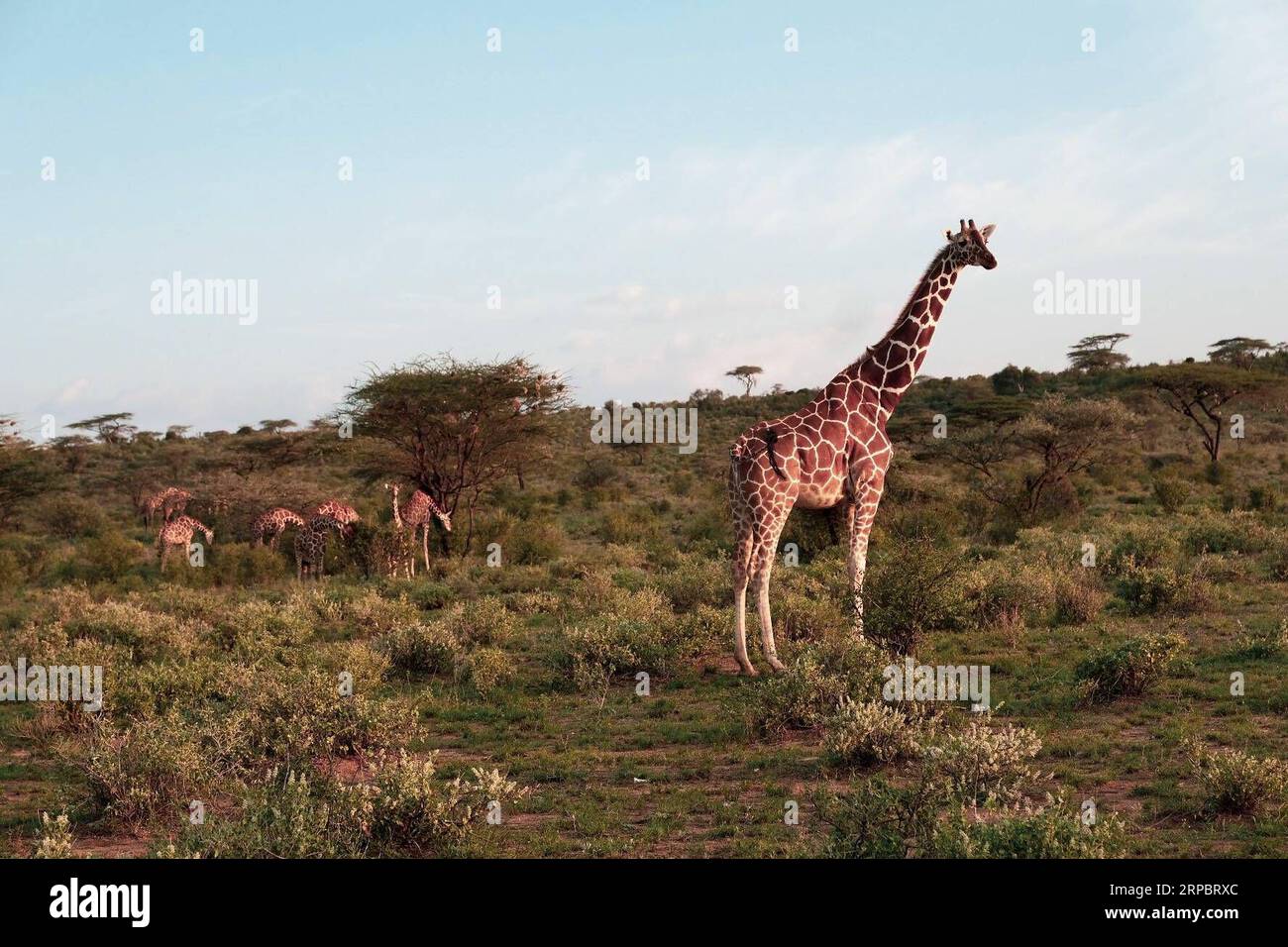 (190615) -- NAIROBI, 15. Juni 2019 (Xinhua) -- Giraffen gehen im Sonnenuntergang an Bäumen vorbei im Samburu National Reserve, nördlich von Kenia, 13. Juni 2019. Das Samburu National Reserve liegt im Norden Kenias und erstreckt sich über eine Fläche von etwa 165 Quadratkilometern. Es zieht Tiere an, weil der Ewaso ng iro Fluss durch ihn fließt und die Mischung aus Akazien, Flusswald, Dornbäumen und Grünlandvegetation. Grevy s Zebra, Gerenuk, Netzgiraffen und Beisa oryx sind hier mehr als in anderen Regionen des Landes. Das Reservat beherbergt auch Löwen, Krokodile, Paviane und Elefanten Stockfoto