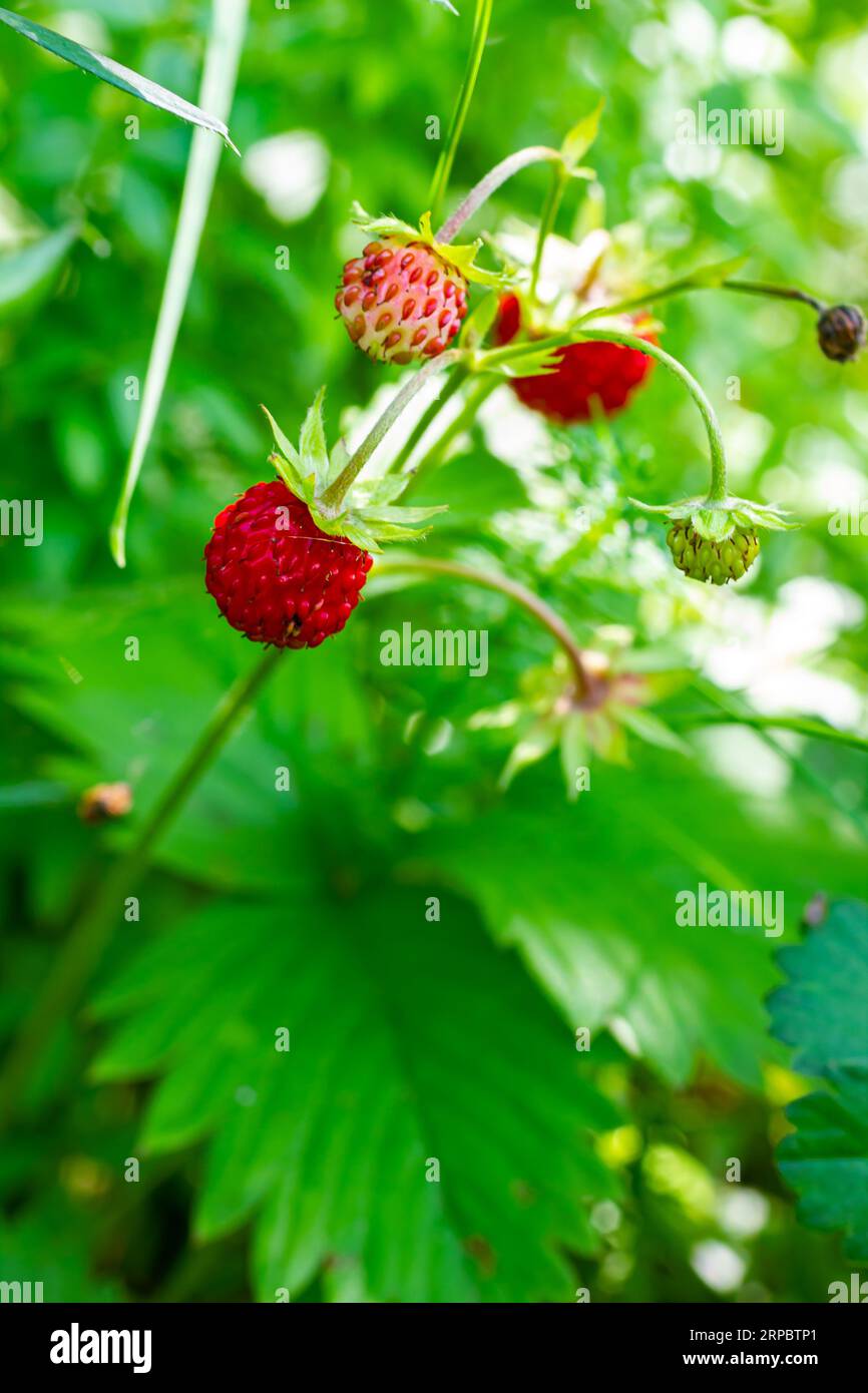 Makrofoto von Fragaria vesca, allgemein als wilde Erdbeere bezeichnet. Stockfoto