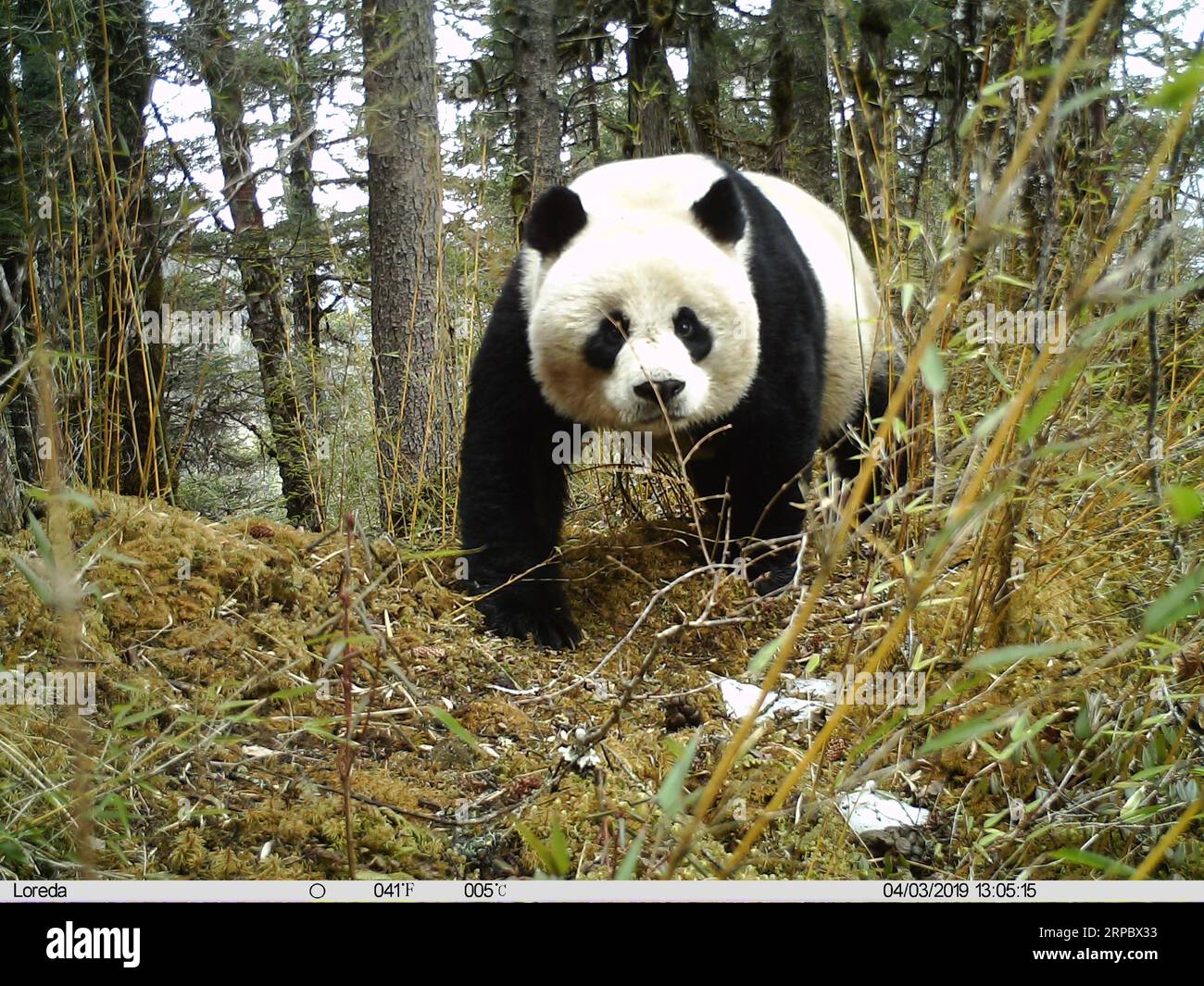 (190617) -- CHENGDU, 17. Juni 2019 () -- Ein weiblicher Panda wird im Huanglong Nature Reserve in der tibetischen Autonomen Präfektur Aba, südwestchinesische Provinz Sichuan, 3. April 2019 gesehen. Eine Pandamutter und ihr Jungtier wurden von Infrarotkameras in einem Naturschutzgebiet in Sichuan erfasst und das Jungtier beschädigte eine Kamera, sagten die örtlichen Behörden am Montag. Drei Fotosets und ein kurzes Video des Paares wurden zwischen Januar und April dieses Jahres im Huanglong Nature Reserve in der tibetischen Autonomen Präfektur Aba aufgenommen. Experten sagten, dass das Panda-Jungtier auf der Grundlage einer Bildanalyse um eins und ein herum lag Stockfoto