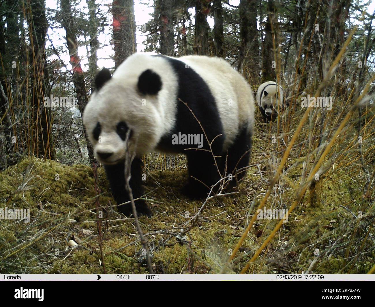 (190617) -- CHENGDU, 17. Juni 2019 () -- Ein weiblicher Panda und sein Jungtier werden im Huanglong Nature Reserve in der tibetischen Autonomen Präfektur Aba, Provinz Sichuan im Südwesten Chinas, 13. Februar 2019 gesehen. Eine Pandamutter und ihr Jungtier wurden von Infrarotkameras in einem Naturschutzgebiet in Sichuan erfasst und das Jungtier beschädigte eine Kamera, sagten die örtlichen Behörden am Montag. Drei Fotosets und ein kurzes Video des Paares wurden zwischen Januar und April dieses Jahres im Huanglong Nature Reserve in der tibetischen Autonomen Präfektur Aba aufgenommen. Experten sagten, dass das Panda-Jungtier auf der Grundlage einer Bildanalyse aro sei Stockfoto