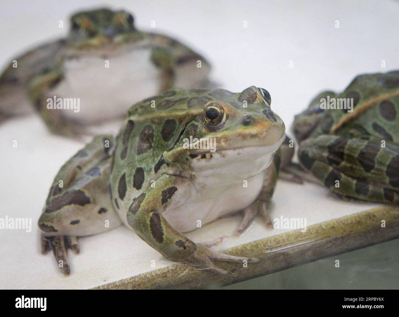 (190619) -- VANCOUVER, 19. Juni 2019 -- gefährdete Nordleopardenfrösche werden in einem Tank im Labor des Vancouver Aquarium in Vancouver, Kanada, 18. Juni 2019 gesehen. Über 1.000 Nordleopardenfrosch-Kaulstöcke, die von Biologen im Vancouver Aquarium aufgezogen wurden, sind bereit, in die Natur freigelassen zu werden, um die Wildpopulation des Nordleopardenfrosches zu steigern. ) KANADA-VANCOUVER-GEFÄHRDETE FROSCHKAULQUAPPEN SETZEN LIANGXSEN PUBLICATIONXNOTXINXCHN FREI Stockfoto