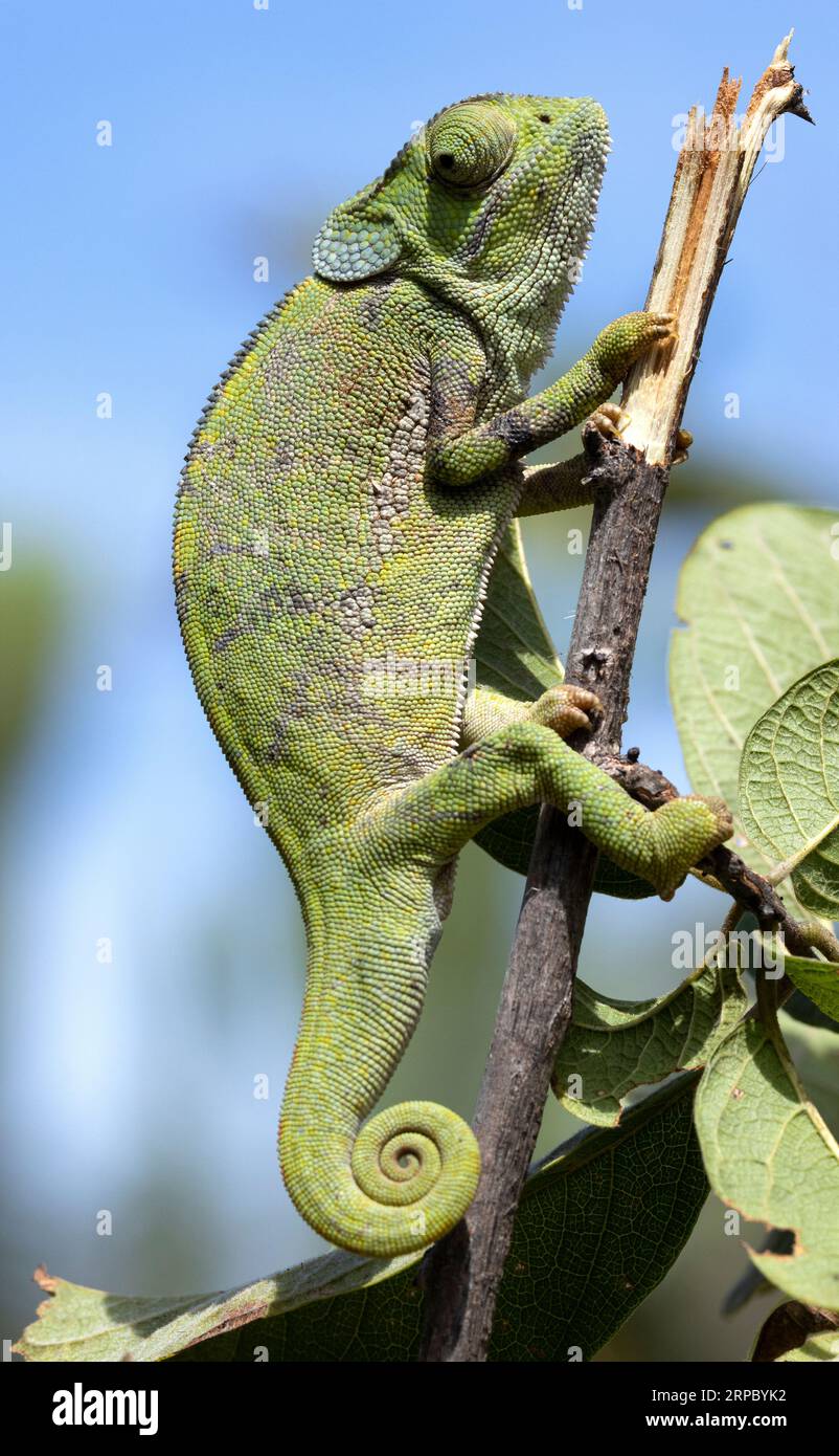 Das Chamäleon mit Klapphalsausschnitt ist das gemeinste und am weitesten verbreitete Familienmitglied in den Savannen des östlichen und südlichen Afrika. Stockfoto