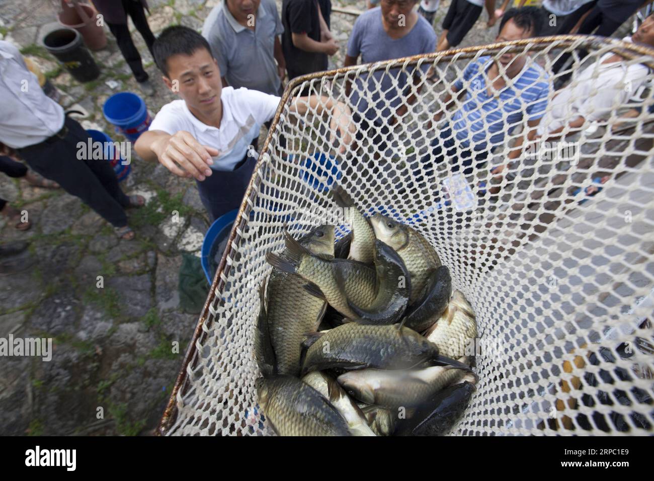 (190621) -- BIJIE, 21. Juni 2019 (Xinhua) -- Dorfbewohner erhalten Fisch im Dorf Jiefang der Stadt Hongshui im Kreis Qianxi der Stadt Bijie, Provinz Guizhou im Südwesten Chinas, 21. Juni 2019. QianXi County führte die Bauern dazu, Fisch, Frosch und Garnelen auf dem Reisfeld aufzuziehen, um die Qualität des Reises zu verbessern und das Einkommen der Landwirte zu steigern. (Xinhua/Shi Kaixin) CHINA-GUIZHOU-BIJIE-AGRICULTURE(CN) PUBLICATIONxNOTxINxCHN Stockfoto