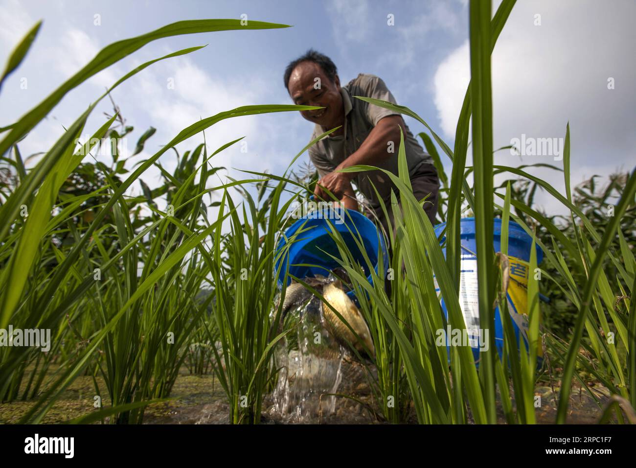 (190621) -- BIJIE, 21. Juni 2019 (Xinhua) -- Ein Dorfbewohner gießt Fisch in das Reisfeld im Dorf Jiefang der Stadt Hongshui in der Provinz Qianxi der Stadt Bijie im Südwesten Chinas, Provinz Guizhou, 21. Juni 2019. QianXi County führte die Bauern dazu, Fisch, Frosch und Garnelen auf dem Reisfeld aufzuziehen, um die Qualität des Reises zu verbessern und das Einkommen der Landwirte zu steigern. (Xinhua/Shi Kaixin) CHINA-GUIZHOU-BIJIE-AGRICULTURE(CN) PUBLICATIONxNOTxINxCHN Stockfoto