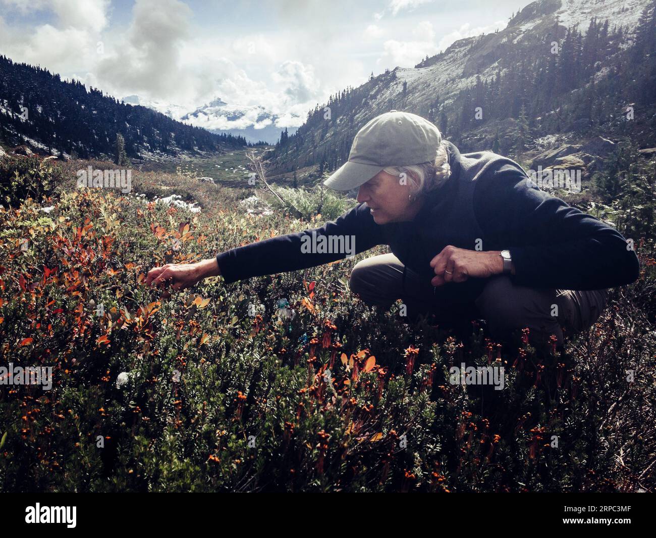 Frau, die Blaubeeren in den Bergen um Whistler, British Columbia, Kanada pflückt Stockfoto