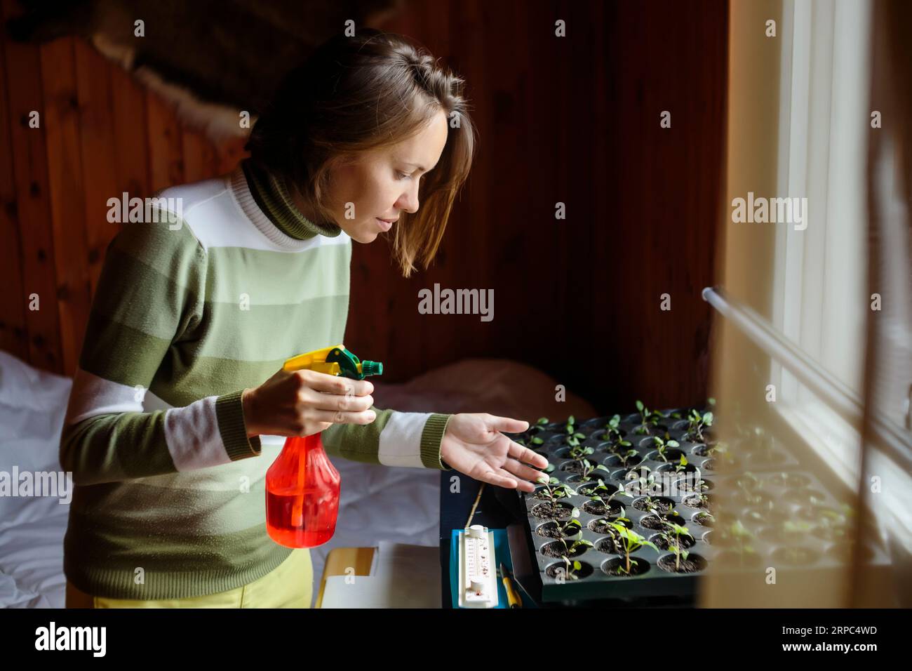 Frau mit Sprühflasche und Tomatensämlingen in kleinen Plastikbehältern, Moskau, Russland Stockfoto