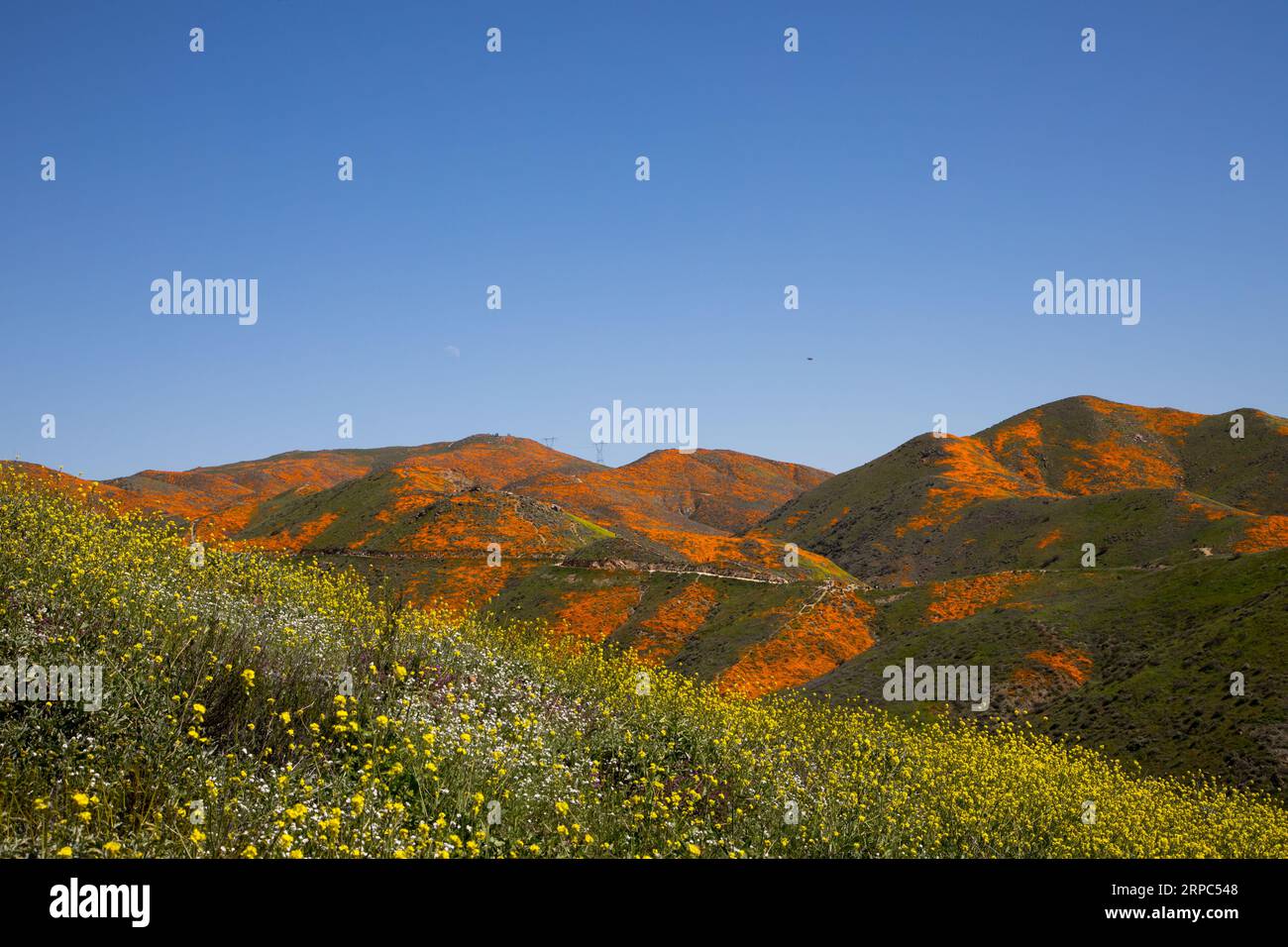 Landschaft von Berghängen mit Wildblumen Stockfoto