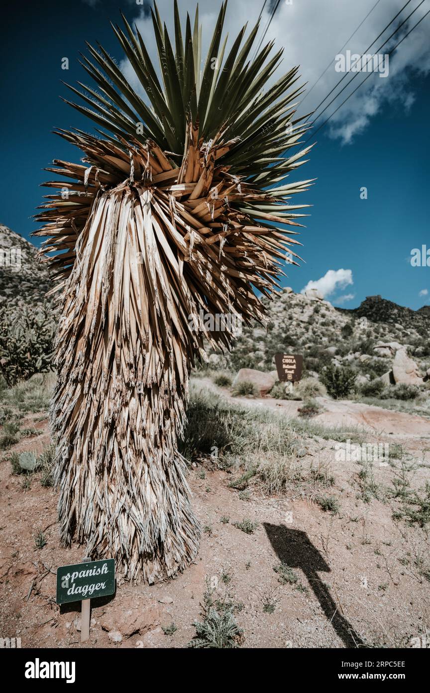 Dramatischer Blick auf die spanische Dolchpflanze im Cibola National Forest Stockfoto