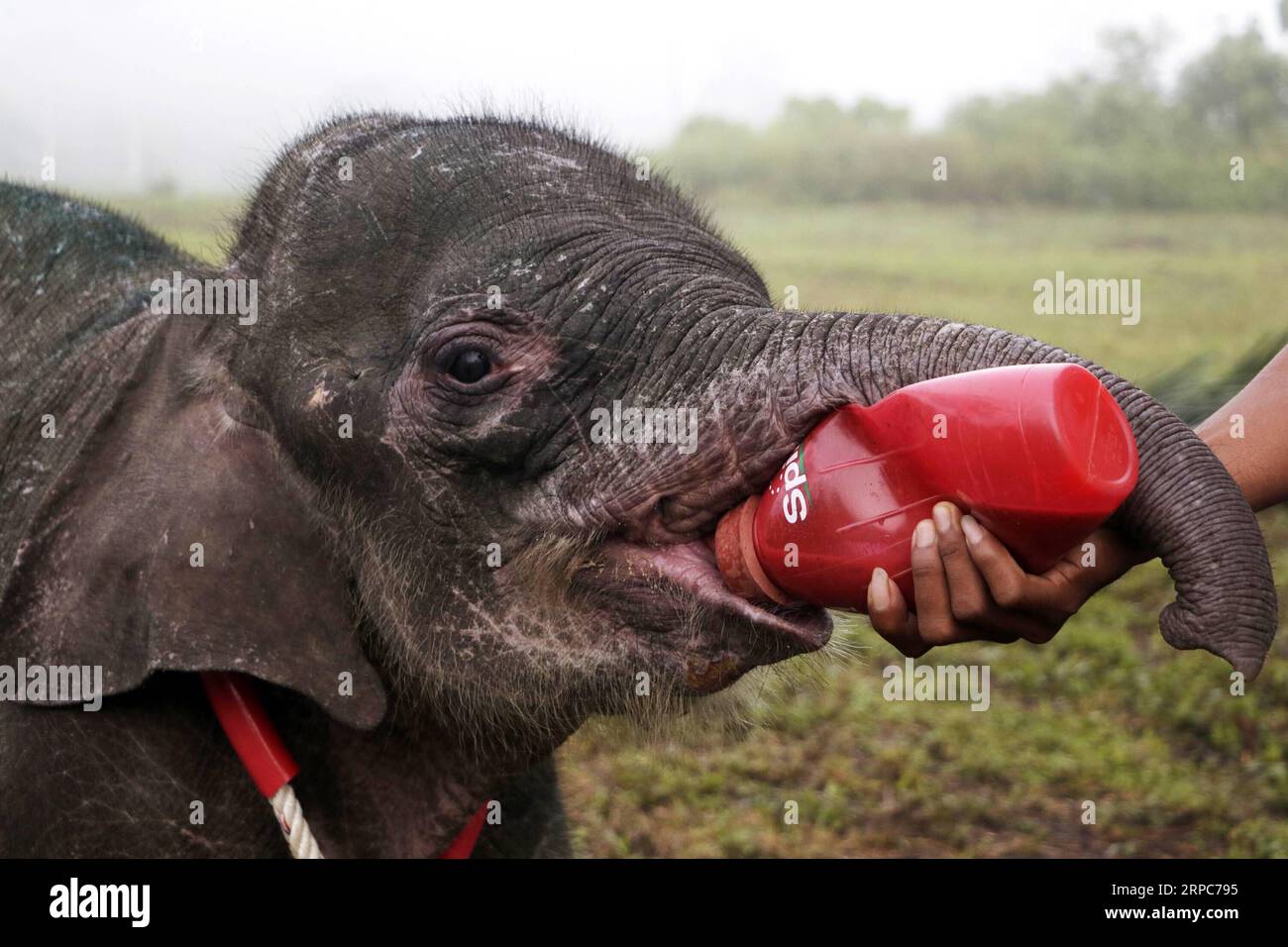 (190626) -- ACEH, 26. Juni 2019 -- Ein Tierarzt der Aceh Natural Resource Conservation Agency (BKSDA) ernährt ein ververletztes Elefantenbaby im Leuser Ecosystem in Aceh, Indonesien, 26. Juni 2019. Das verletzte Elefantenbaby wurde mit Verletzungen an ihrem linken Vorderbein gefunden, nachdem es von Jägern in East Aceh gefangen wurde. INDONESIEN-ACEH-BABY-ELEFANT-VERLETZUNGS-ERHOLUNG JUNAIDI PUBLICATIONXNOTXINXCHN Stockfoto