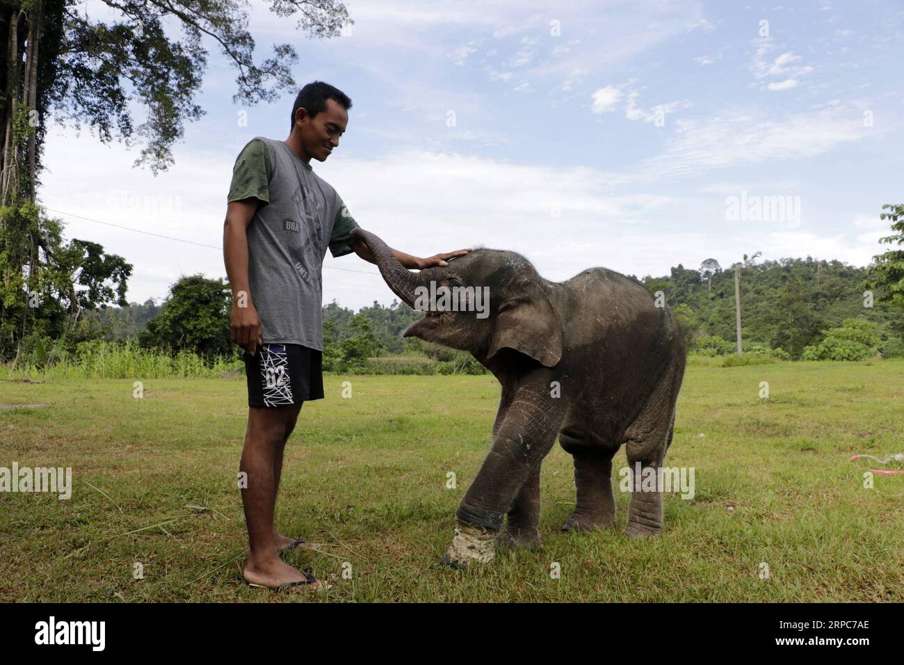 (190626) -- ACEH, 26. Juni 2019 -- Ein Tierarzt der Aceh Natural Resource Conservation Agency (BKSDA) spielt mit einem verletzten Elefantenbaby im Leuser Ecosystem in Aceh, Indonesien, 26. Juni 2019. Das verletzte Elefantenbaby wurde mit Verletzungen an ihrem linken Vorderbein gefunden, nachdem es von Jägern in East Aceh gefangen wurde. INDONESIEN-ACEH-BABY-ELEFANT-VERLETZUNGS-ERHOLUNG JUNAIDI PUBLICATIONXNOTXINXCHN Stockfoto