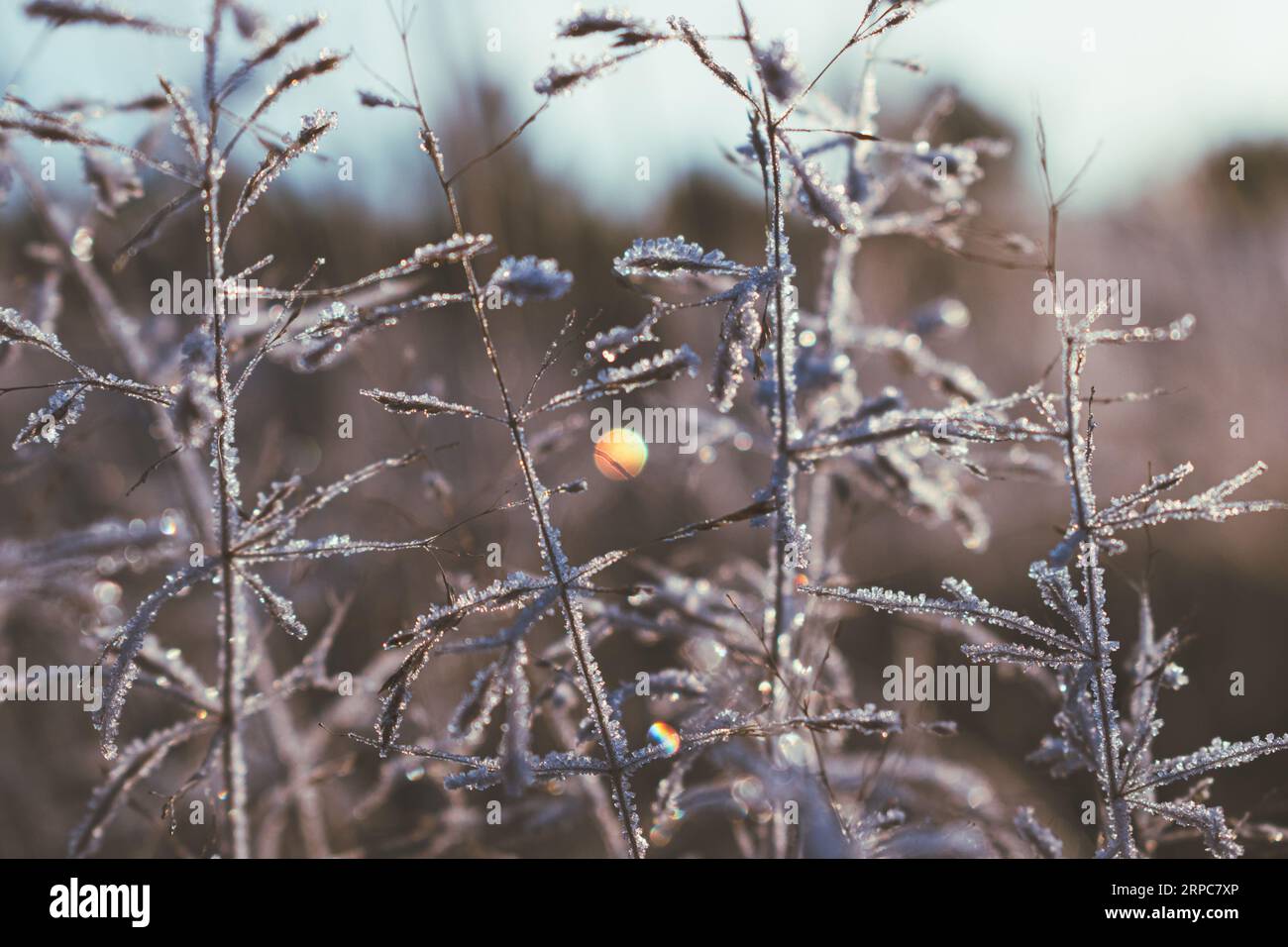 Wilde Gräser bedeckt mit Frost an einem kalten frostigen Morgen gegen. Stockfoto