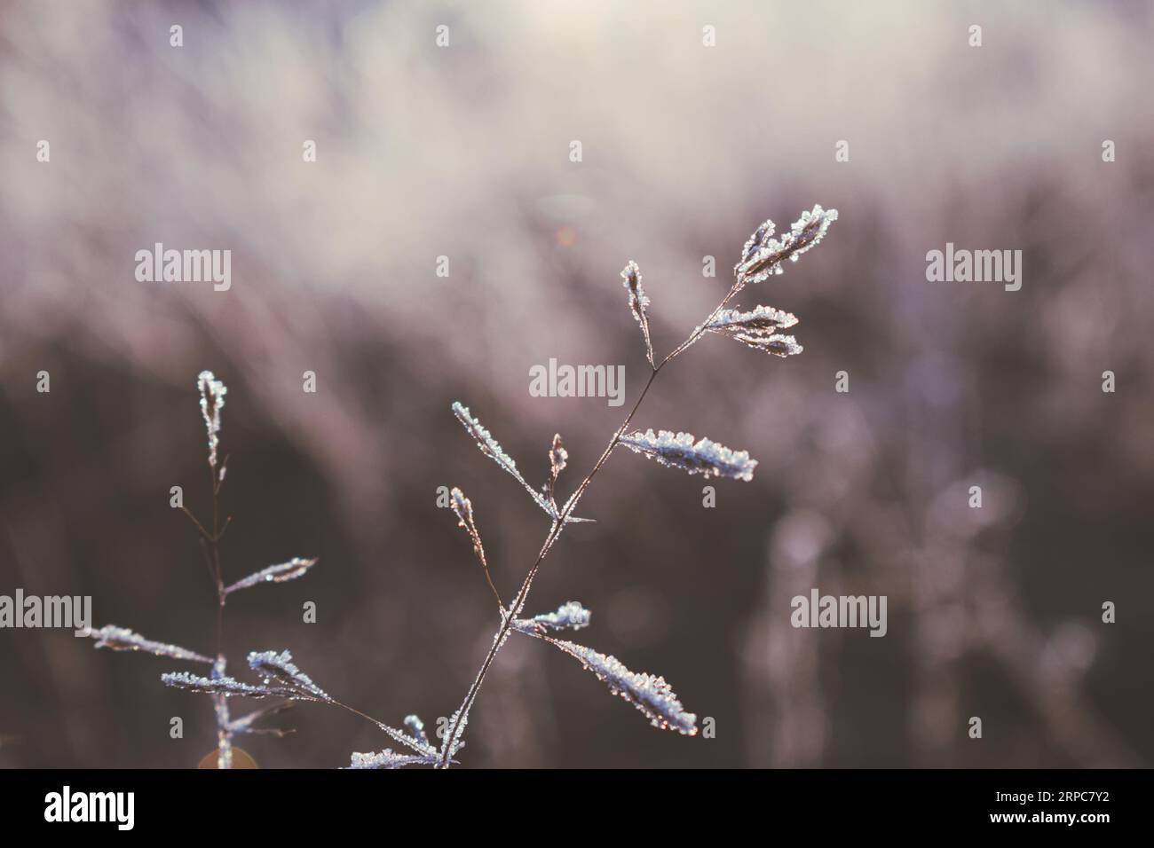 Ablagerung von Eiskristallen auf Grasschliessen, Sonnenlicht bei Sonnenaufgang. Stockfoto