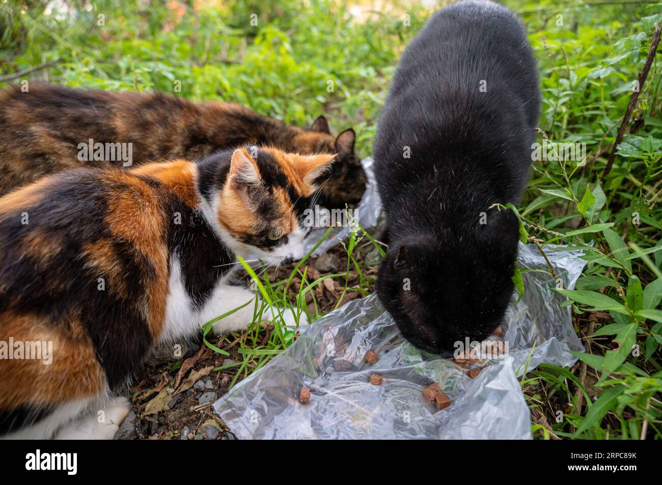 Drei streunende Katzen essen Futter von einem Einwegteller. Stockfoto
